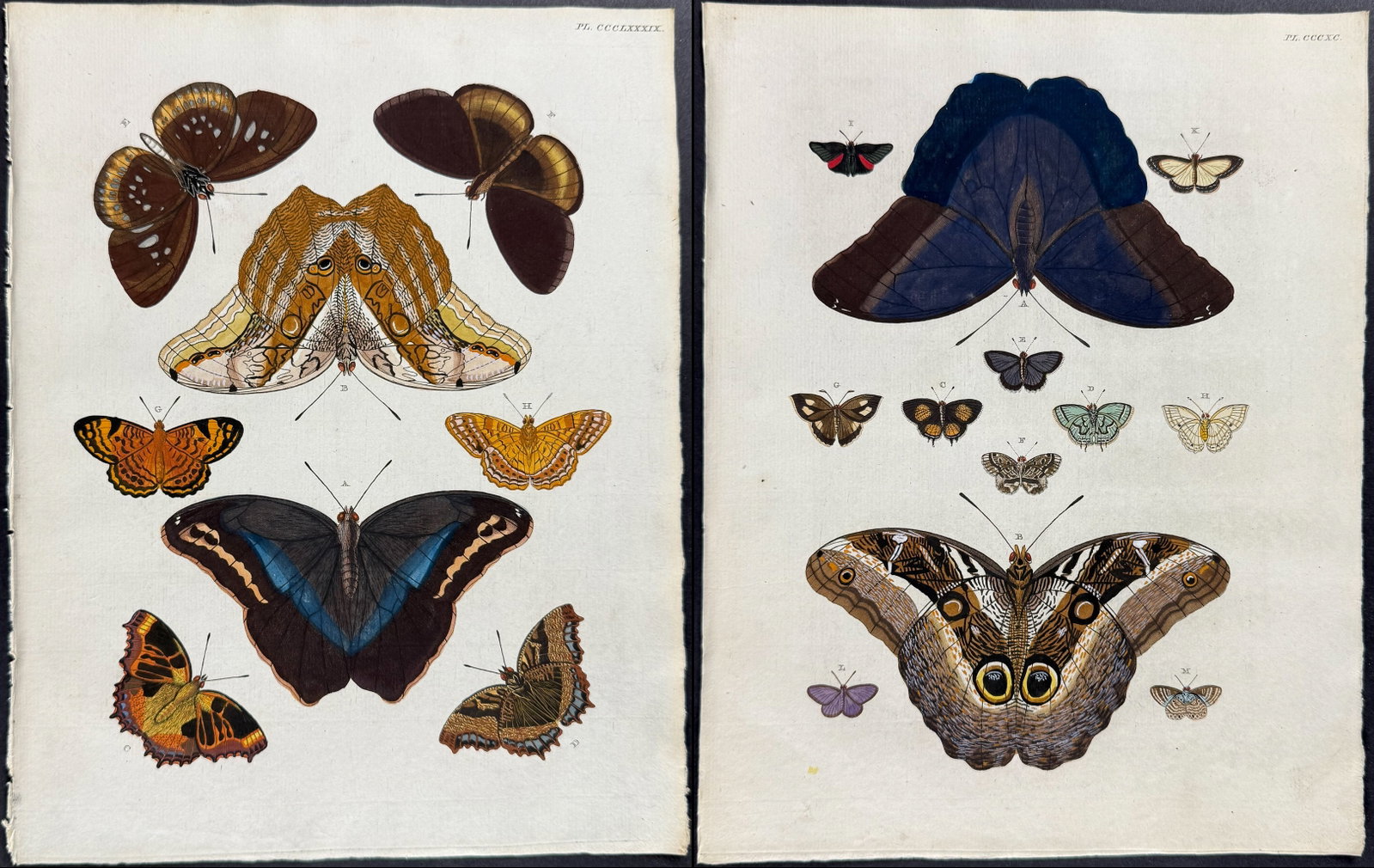 Cramer - Pair of Butterfly or Moth Engravings: This detailed, hand-colored engraving is from Pieter Cramer and Caspar Stoll?s "De uitlandsche Kapellen voorkomende in de drie Waereld-Deelen... Papillons exotiques des trois parties du monde l?Asie,