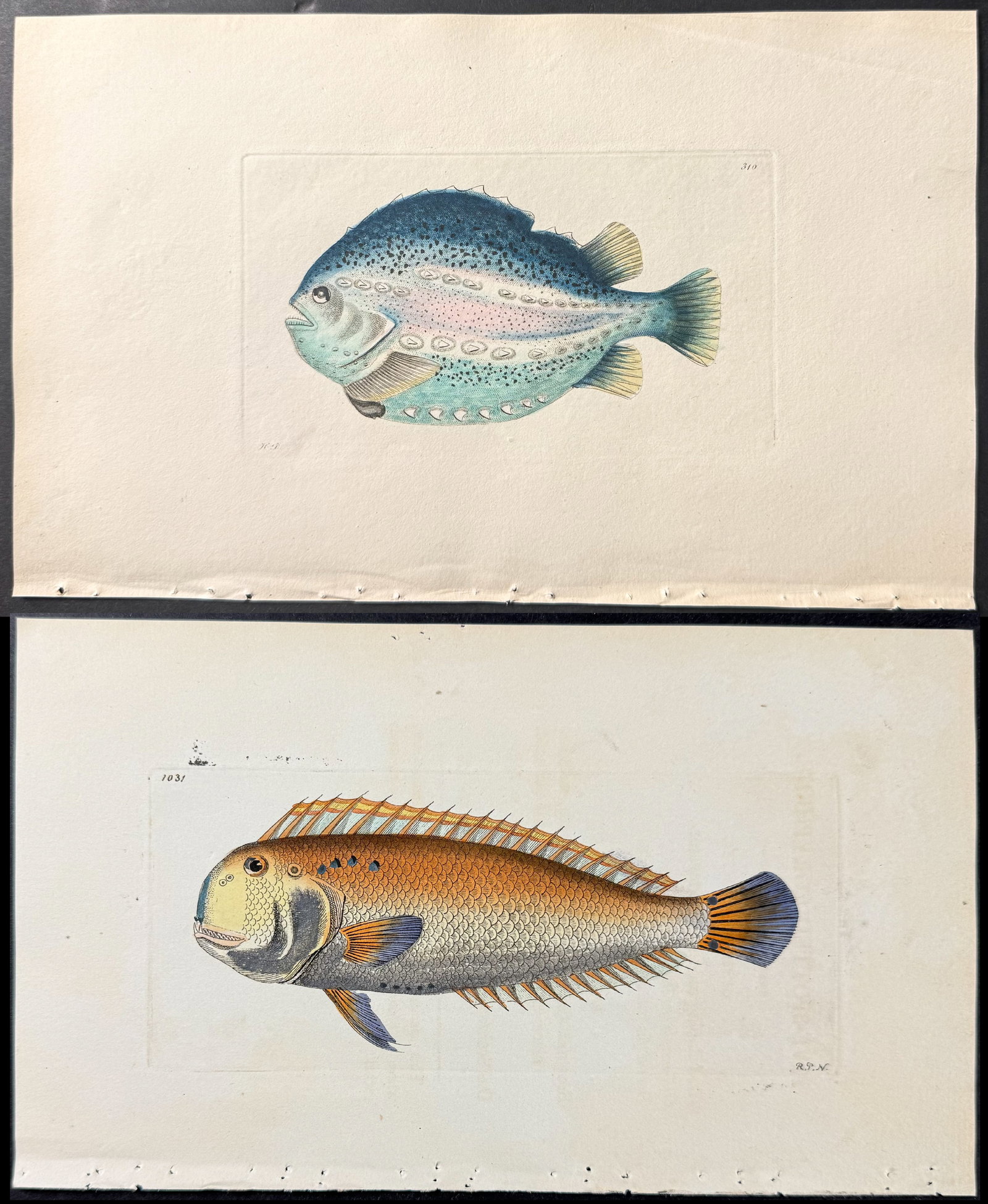 Shaw & Nodder - 6 Fish Engravings: Included in this lot: Red Scarus. 482 Sanguine Perch. 478 Pavonian Cyclopterus Lump-Fish. 310 Speckled Ostracion. 253 Peacock Sparus. 1034 Five-spotted Coryphene. 1031 Description of the work: The Nat