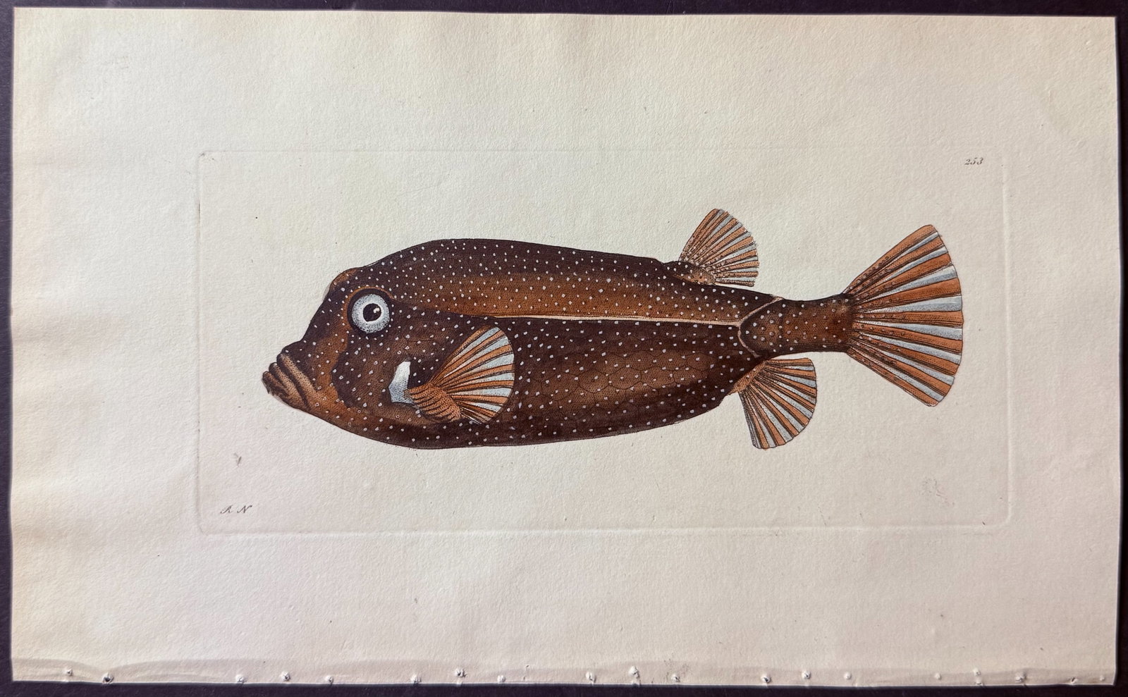 Shaw & Nodder - 6 Fish Engravings - 2