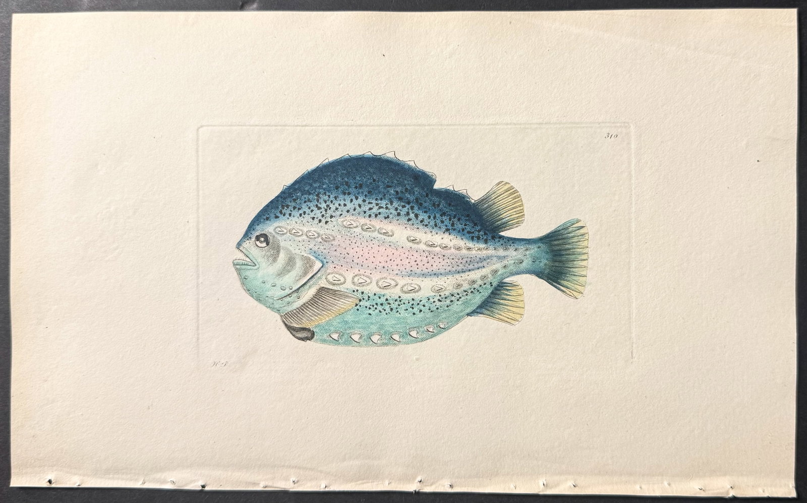 Shaw & Nodder - 6 Fish Engravings - 3