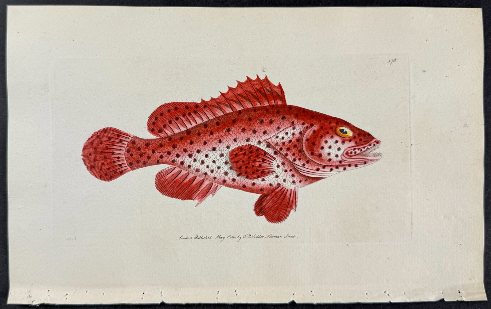 Shaw & Nodder - 6 Fish Engravings - 4