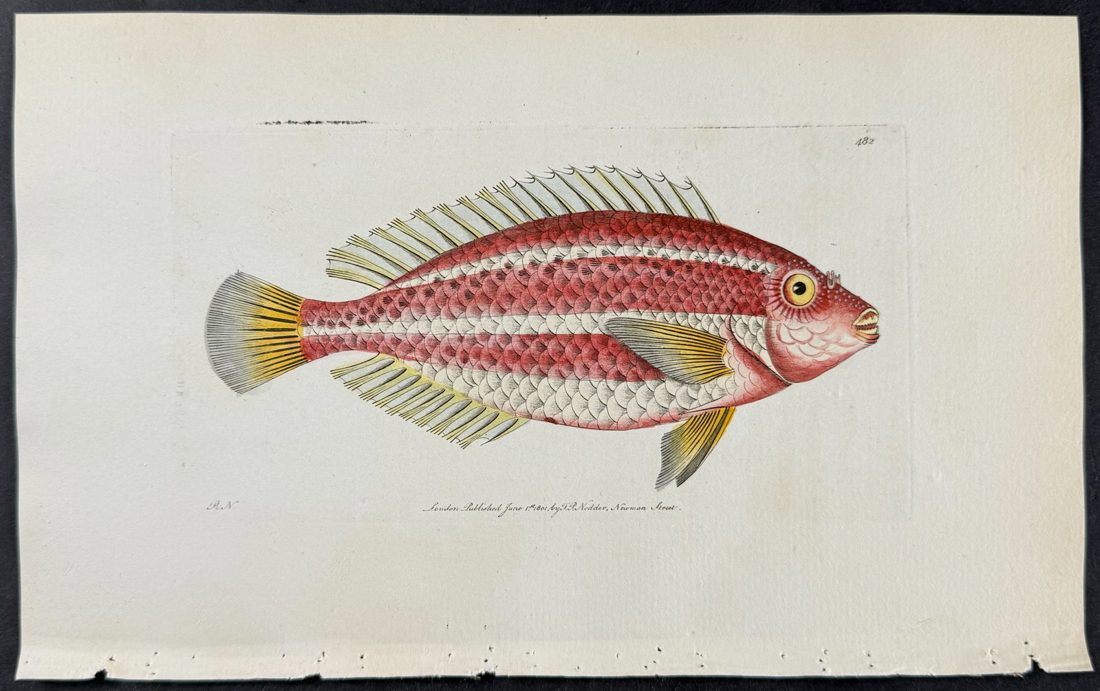Shaw & Nodder - 6 Fish Engravings - 5