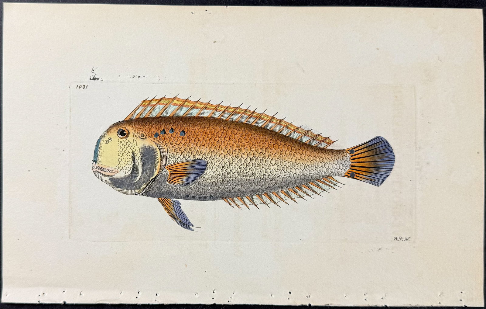 Shaw & Nodder - 6 Fish Engravings - 6