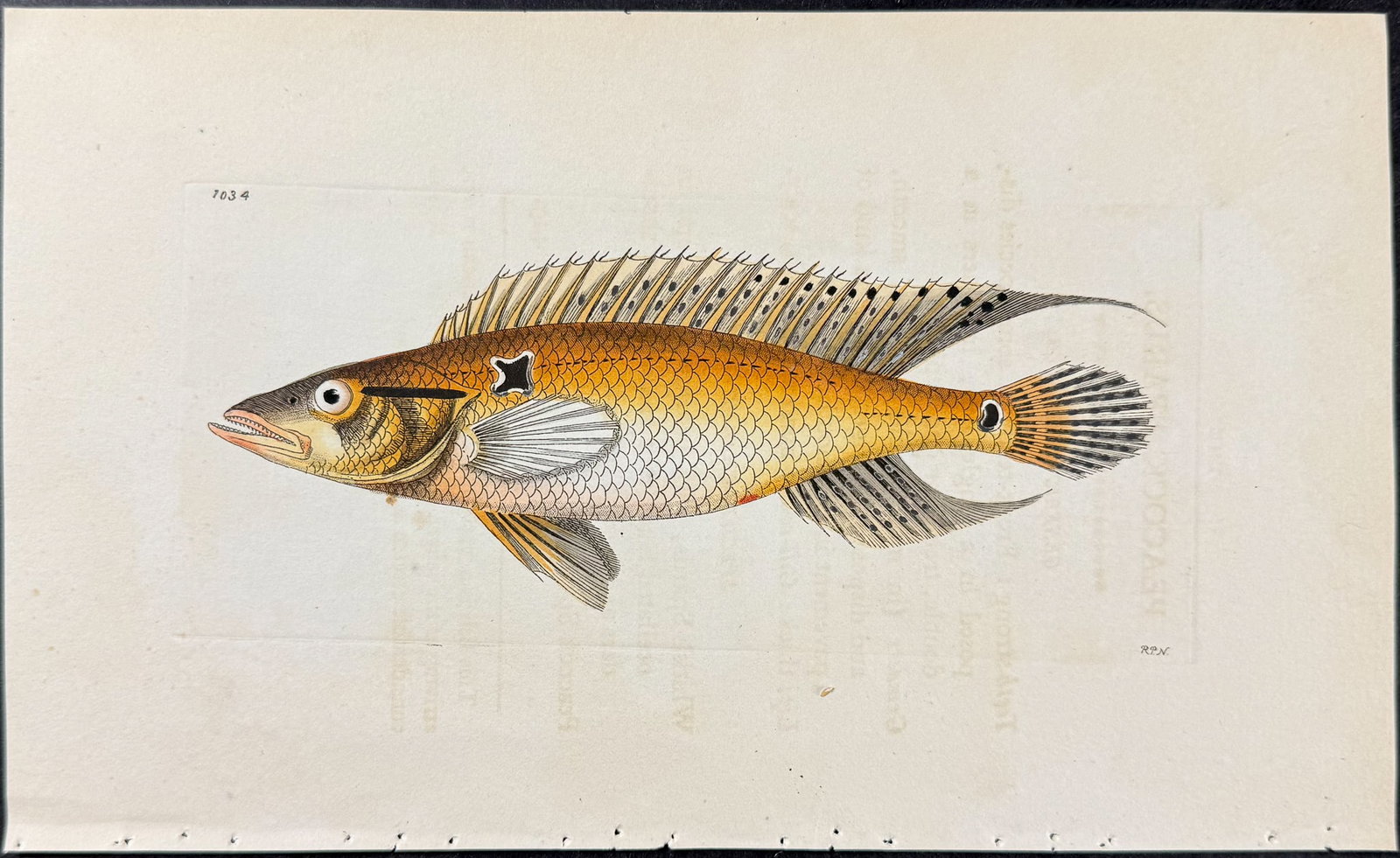 Shaw & Nodder - 6 Fish Engravings - 7