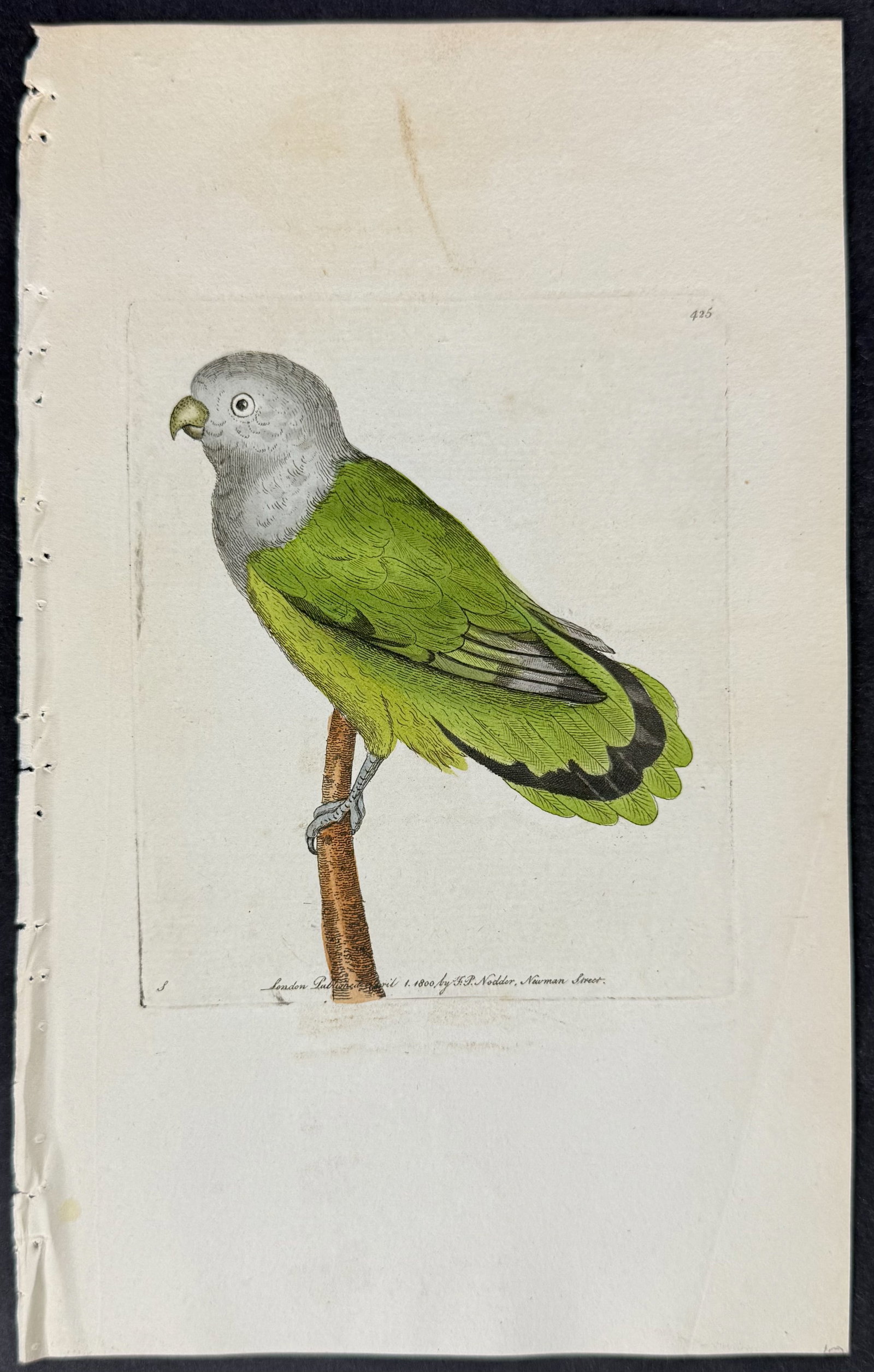 Shaw & Nodder - 7 Parrakeet Engravings - 4