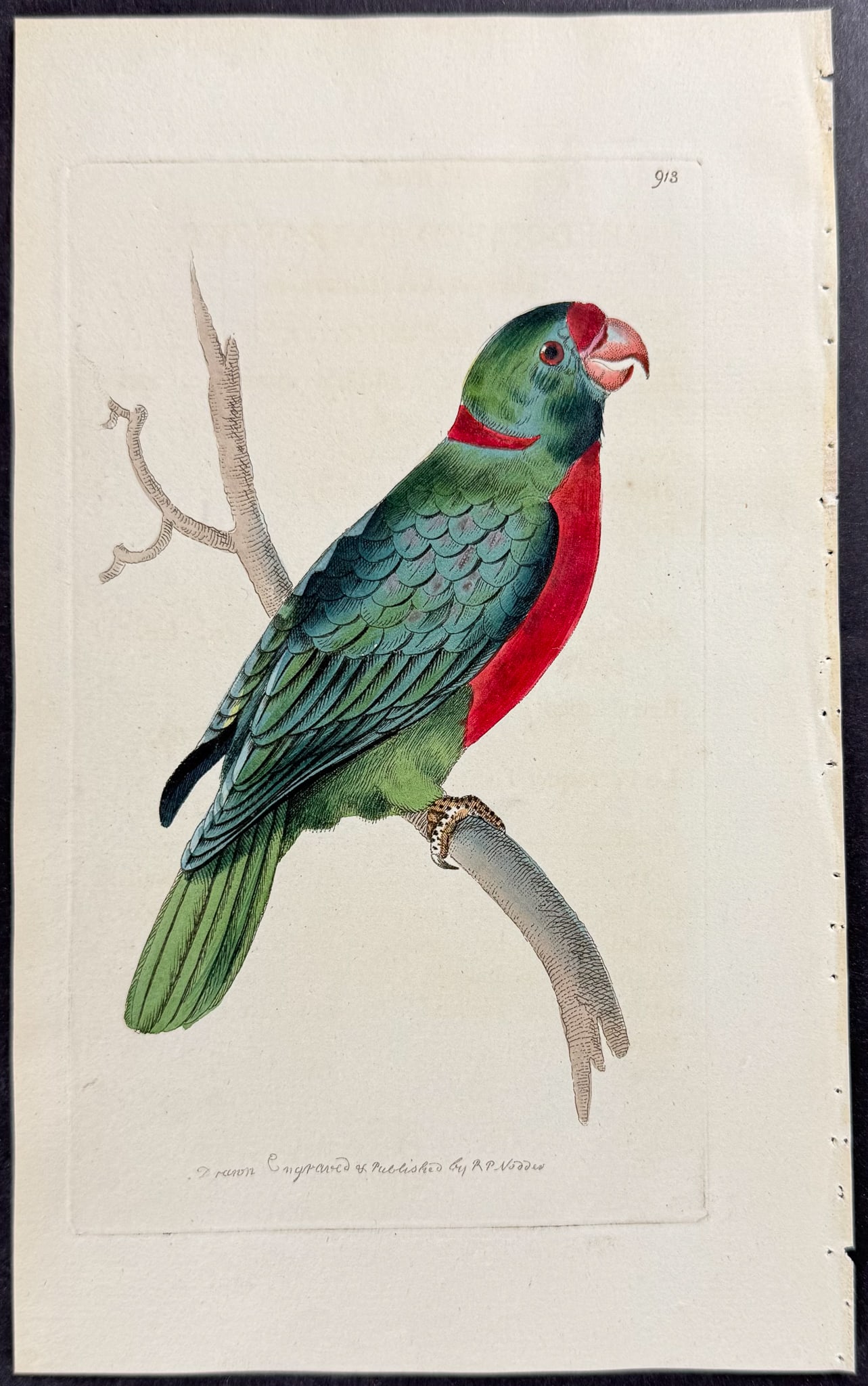 Shaw & Nodder - 7 Parrakeet Engravings - 6