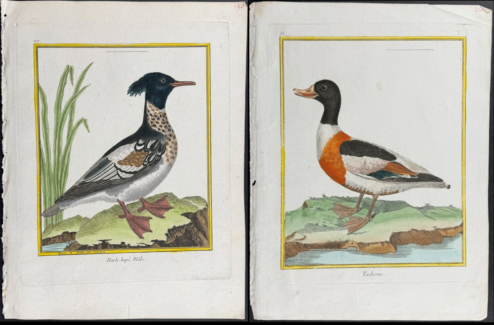 Martinet & Buffon - 6 Duck Engravings (1 of 7)