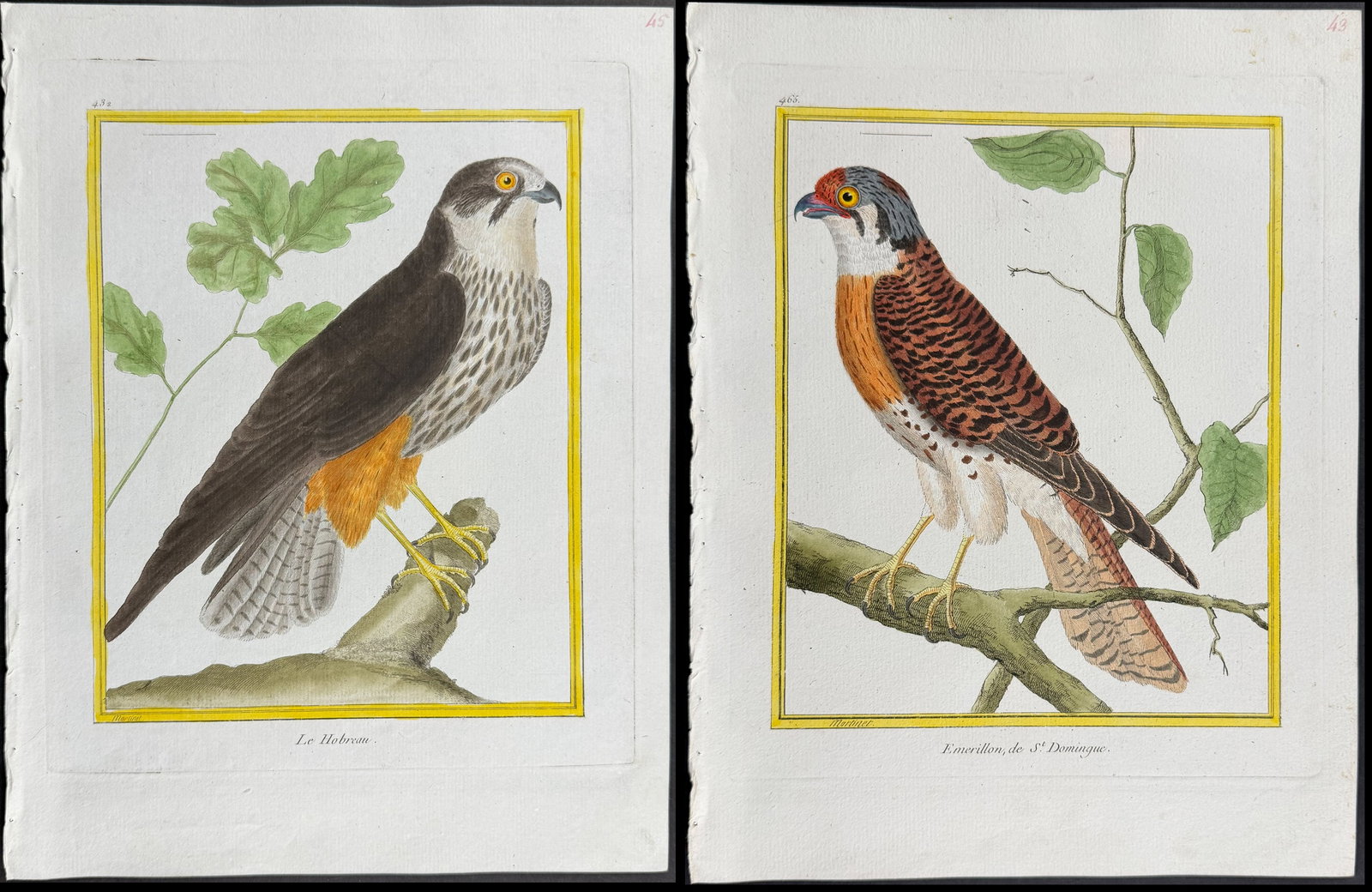 Martinet & Buffon - 6 Bird of Prey Engravings (1 of 7)
