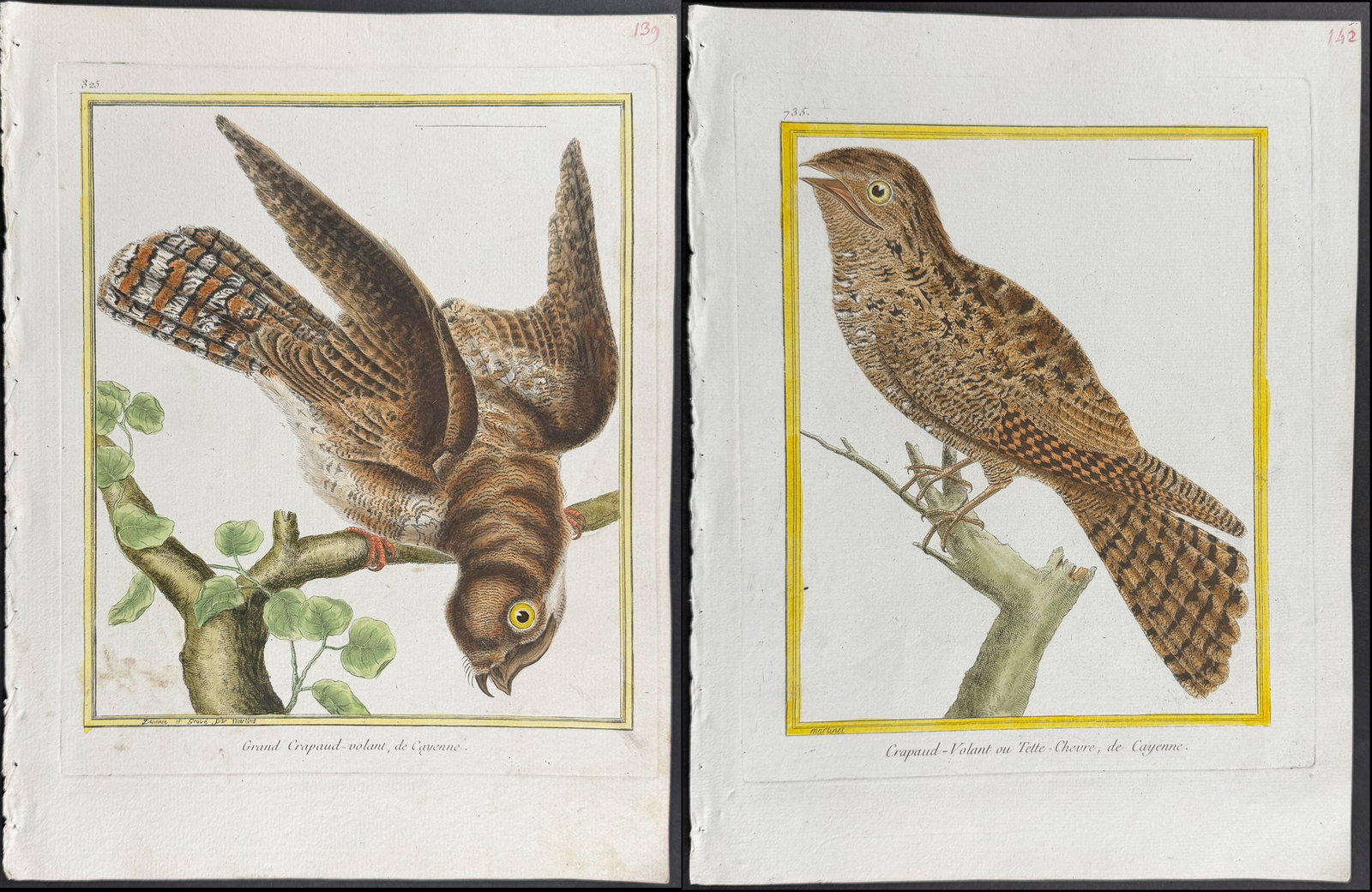 Martinet & Buffon - 4 Frogmouth Engravings: This originally hand-colored engraving is from Georges-Louis Leclerc de Buffon & Francois-Nicolas Martinet's work entitled "Histoire Naturelle des Oiseaux". It was published in Paris by Imprimerie