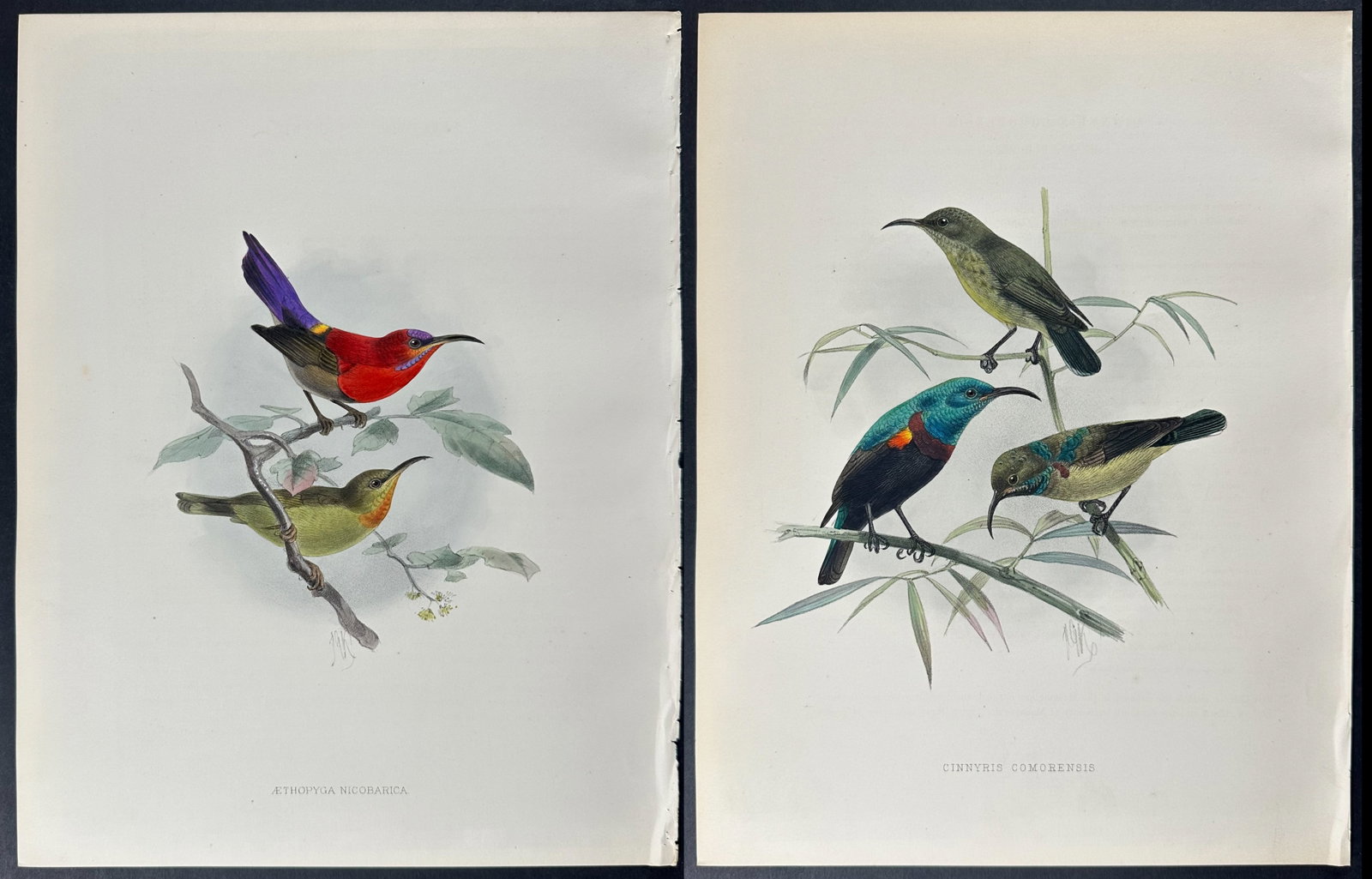 Shelley & Keulemans - 6 Sunbird Lithographs: Included in this lot: Nicobar Yellow-backed Sunbird Buff-throated Sunbird Greater Yellow-eared Spider Hunter Joanna Sunbird Copper-Coloured Sunbird Fraser's Sunbird Description of the work: This vibra