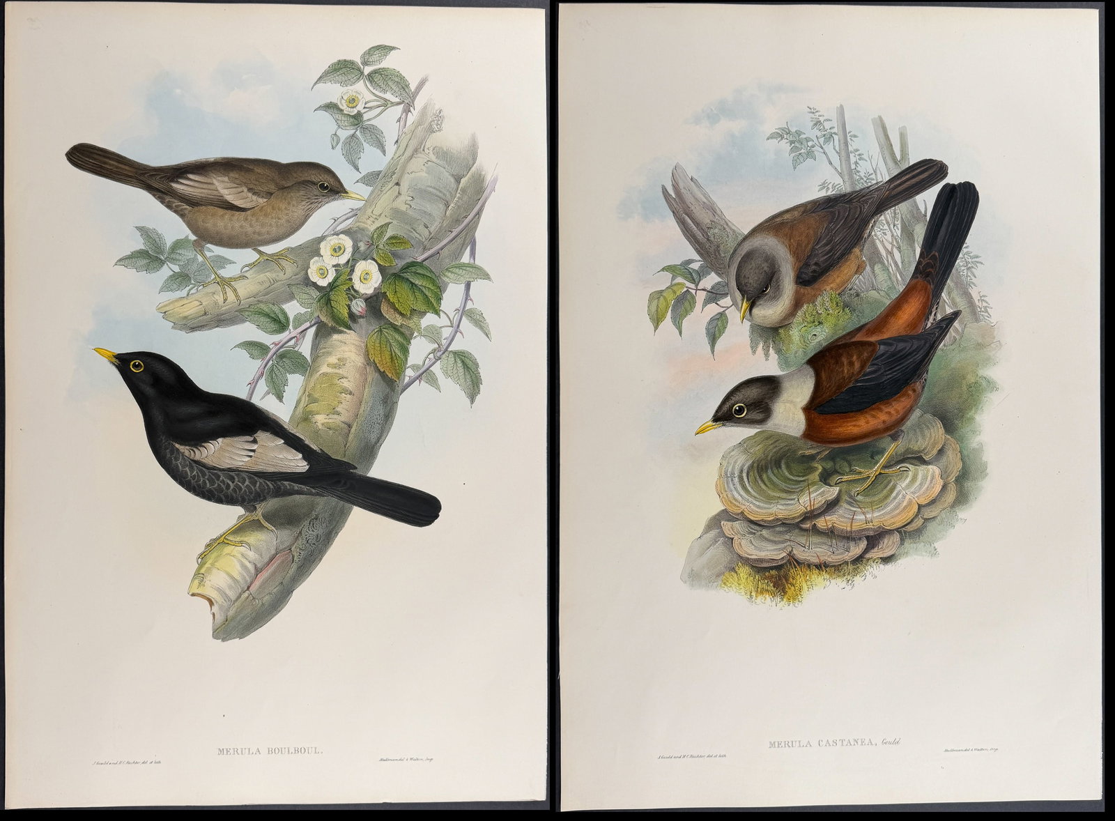 Gould, Asia - 4 Bird Lithographs [Merula & Amydrus] (1 of 5)
