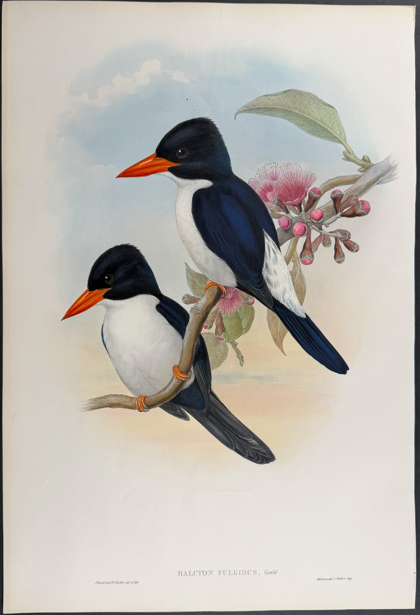 Gould, Asia - Blue-and-white Kingfisher [Halcyon Fulgidus] (1 of 1)