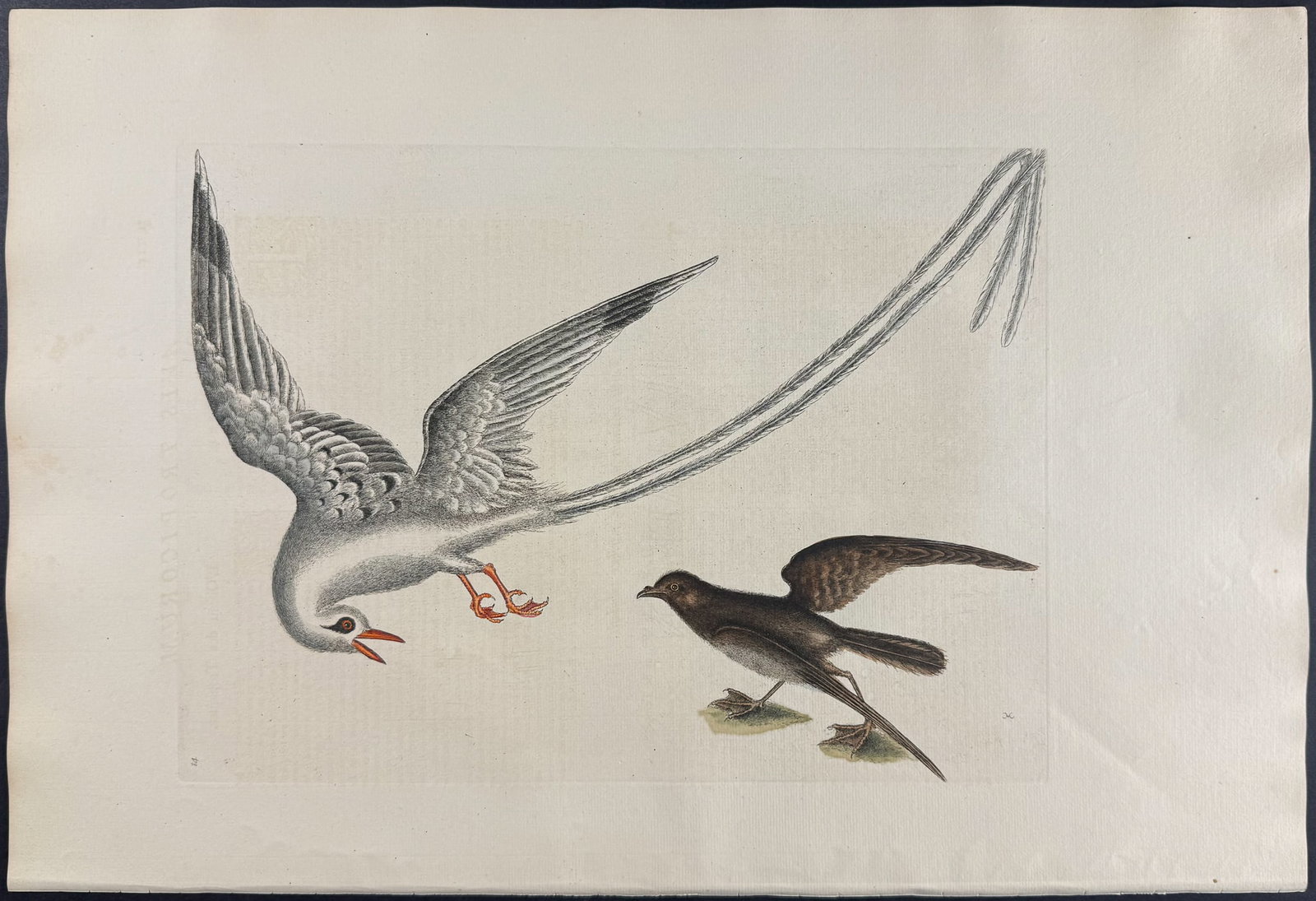 Catesby, Folio - Tropic Bird & Storm Finch or Petrel. Sup-14: We are pleased to offer this folio engraving from Mark Catesby?s "The Natural History of Carolina, Florida and the Bahama Islands: Containing the Figures of Birds, Beasts, Fishes, Serpents, Insects,