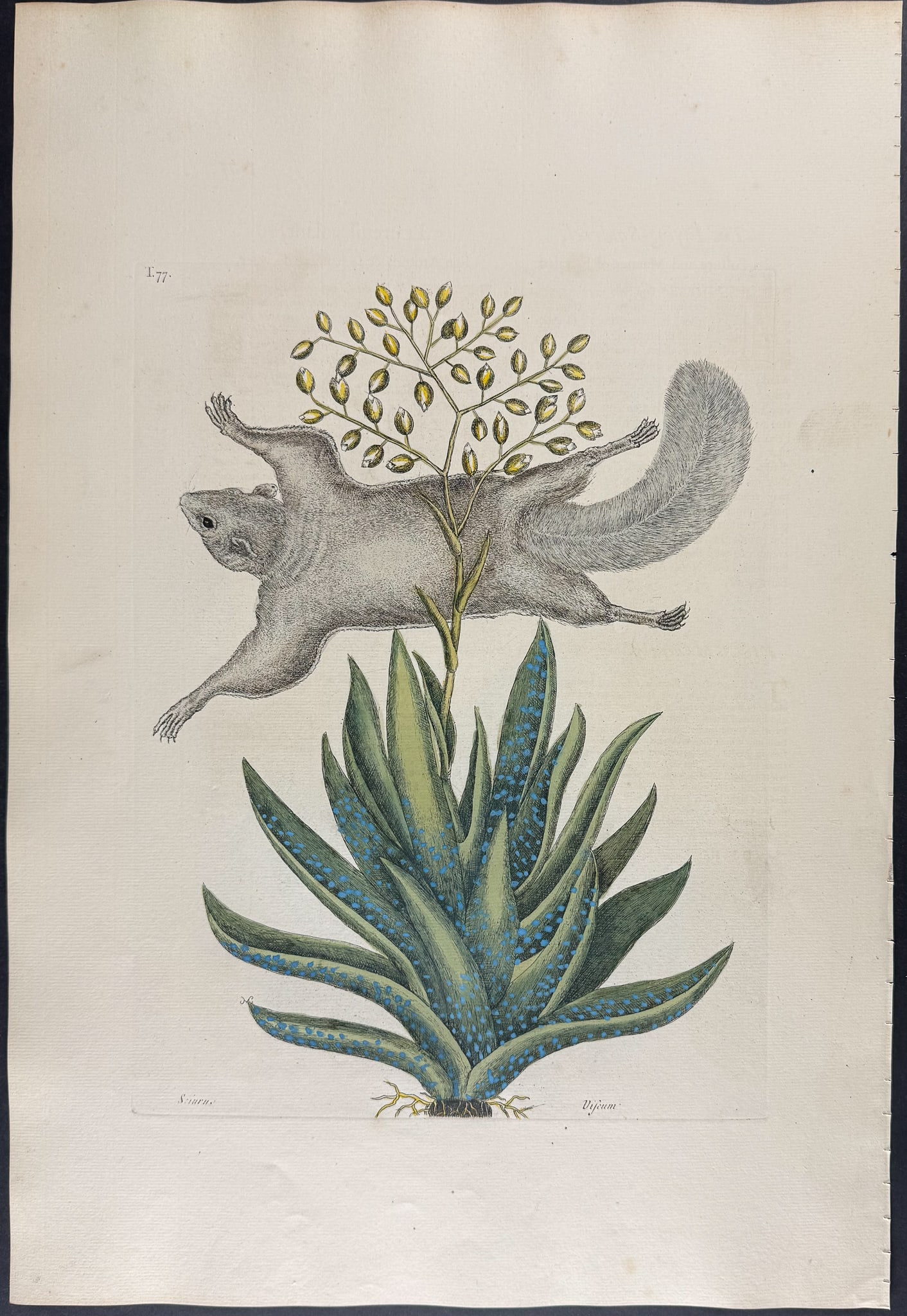 Catesby, Folio - Flying Squirrel with Viscum. 2-77: We are pleased to offer this folio engraving from Mark Catesby?s "The Natural History of Carolina, Florida and the Bahama Islands: Containing the Figures of Birds, Beasts, Fishes, Serpents, Insects, a