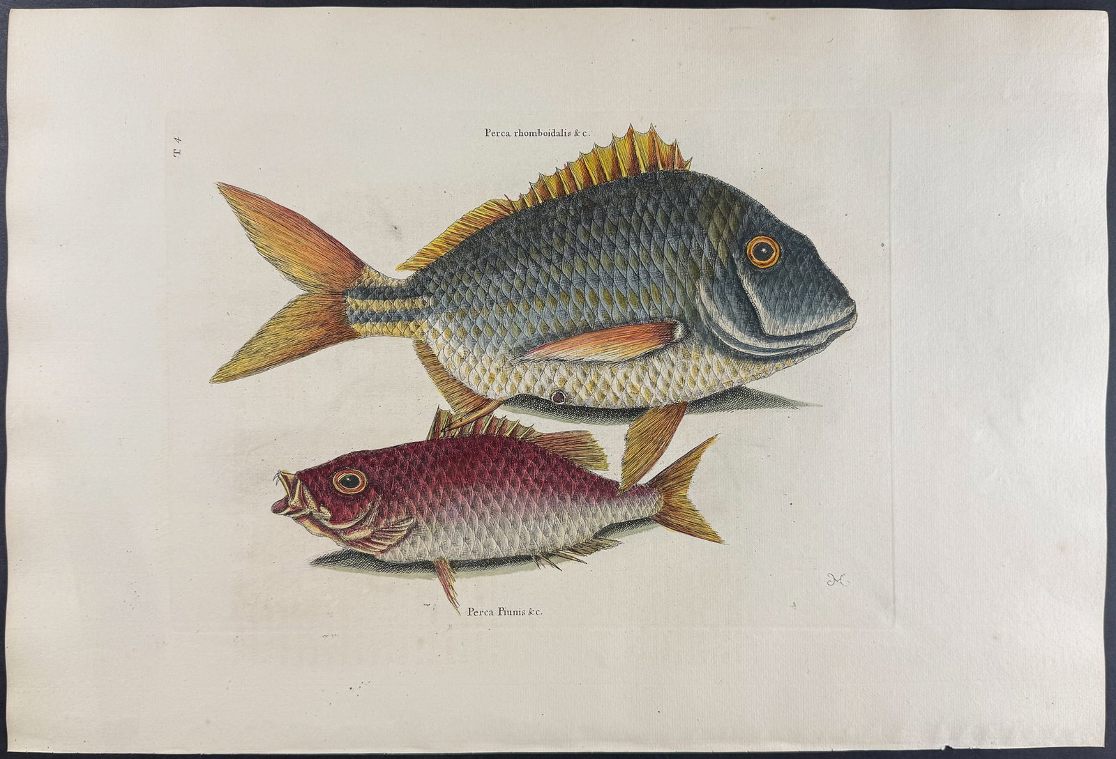 Catesby, Folio - Pork Fish & Schoolmaster. 2-4: We are pleased to offer this folio engraving from Mark Catesby?s "The Natural History of Carolina, Florida and the Bahama Islands: Containing the Figures of Birds, Beasts, Fishes, Serpents, Insects, a