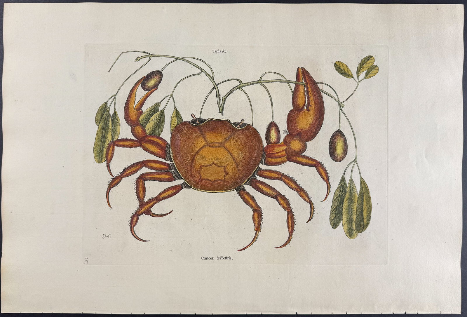 Catesby, Folio - Land Crab with Black Wood. 2-32 (1 of 1)