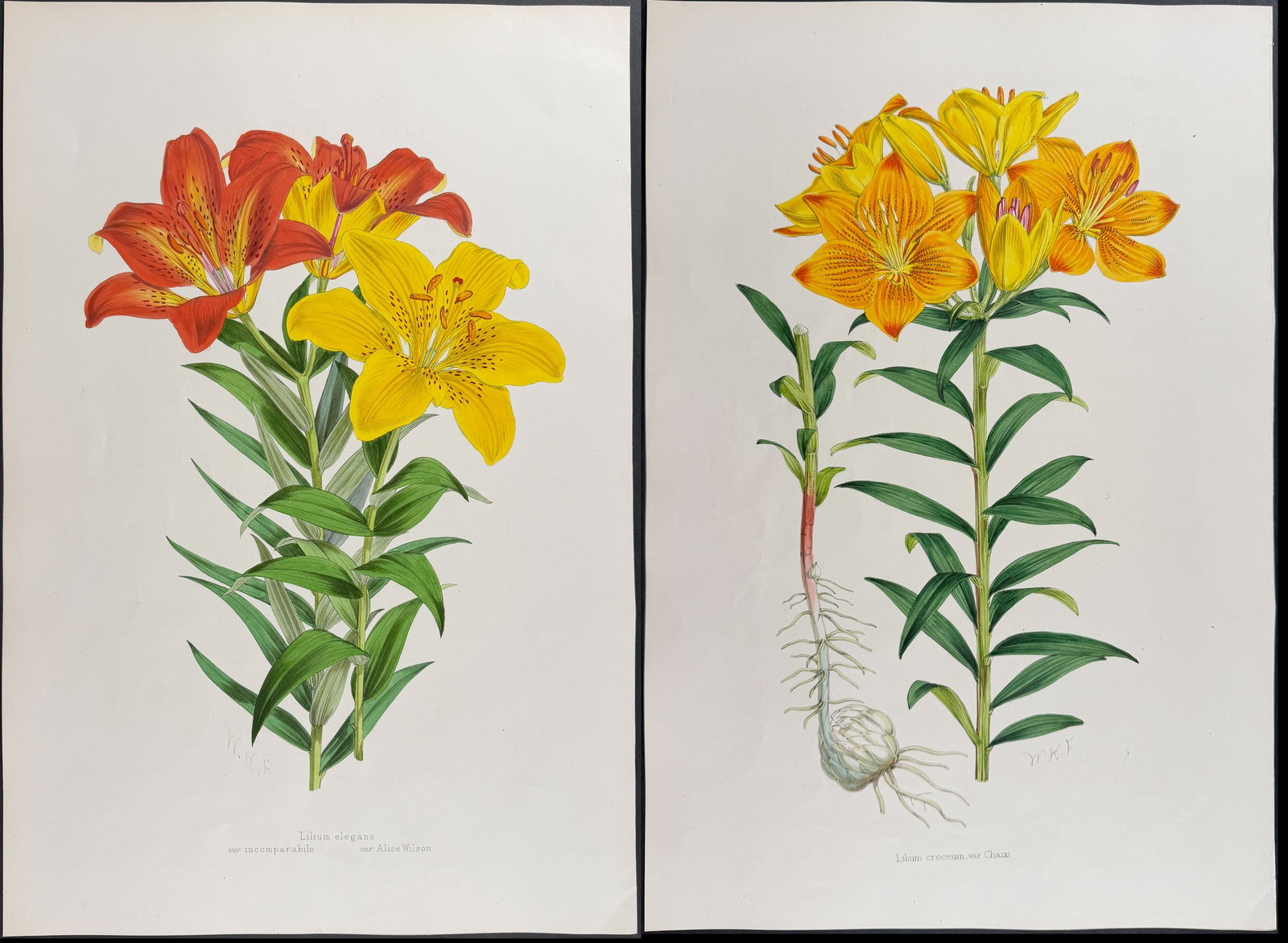 Elwes & Fitch - 4 Folio Lily Lithographs (1 of 5)