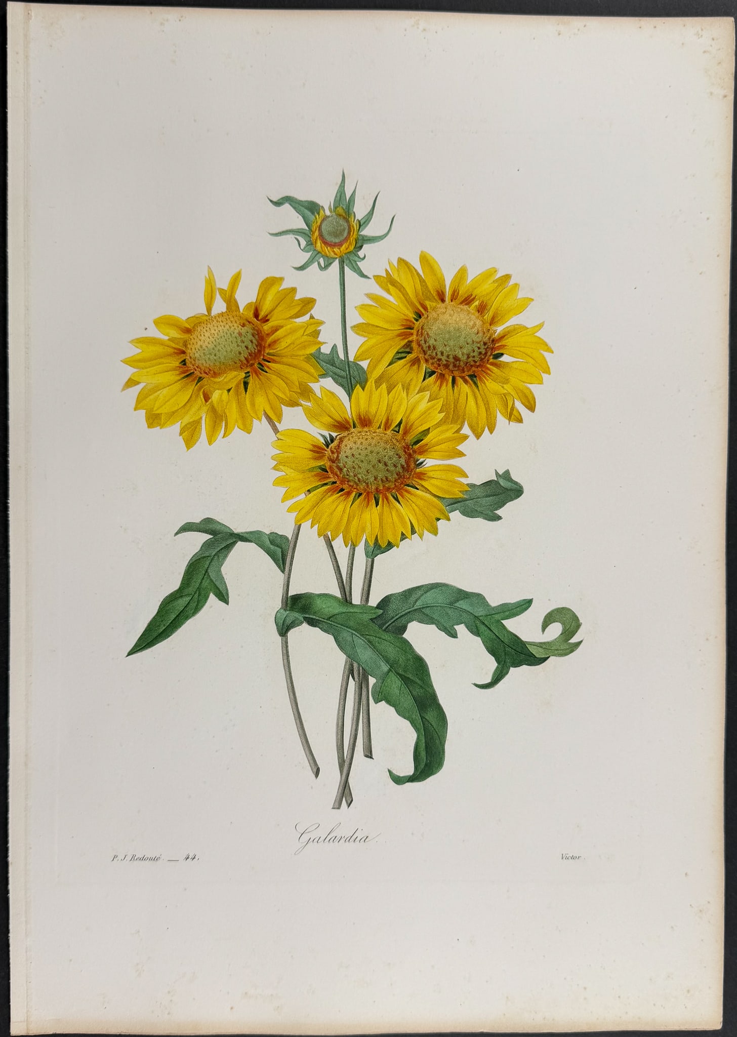 Redoute, Choix, Rare Folio - Blanket Flower [Galardia] (1 of 1)