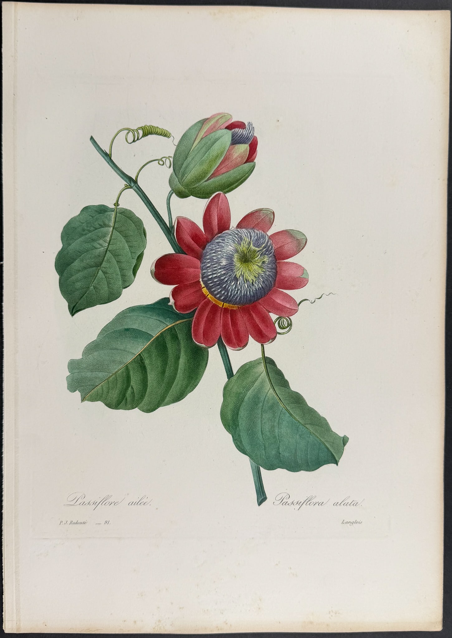 Redoute, Choix, Rare Folio - Passion Flower [Passiflora alata] (1 of 1)