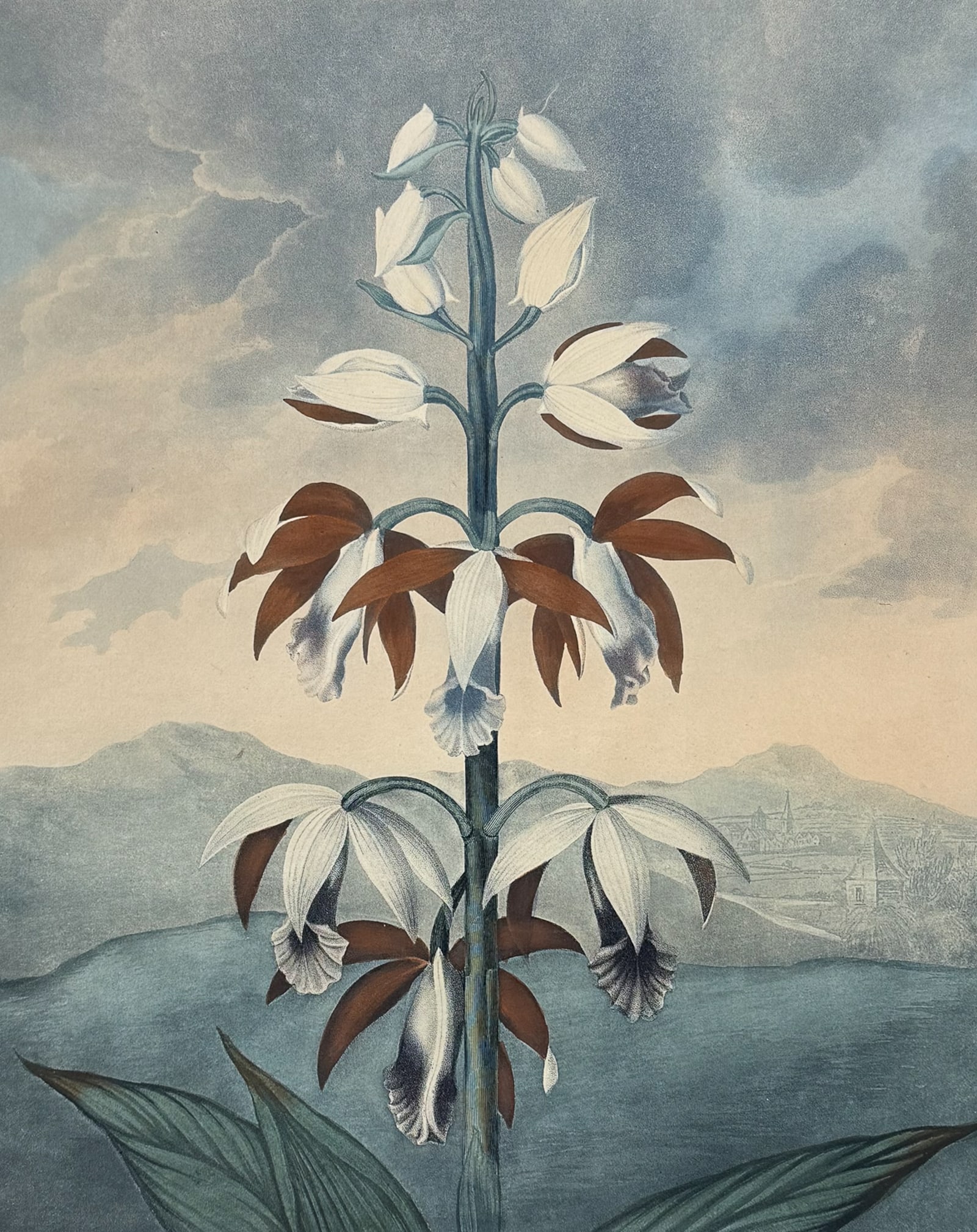Thornton, Folio - The China Limodoron (1 of 2)