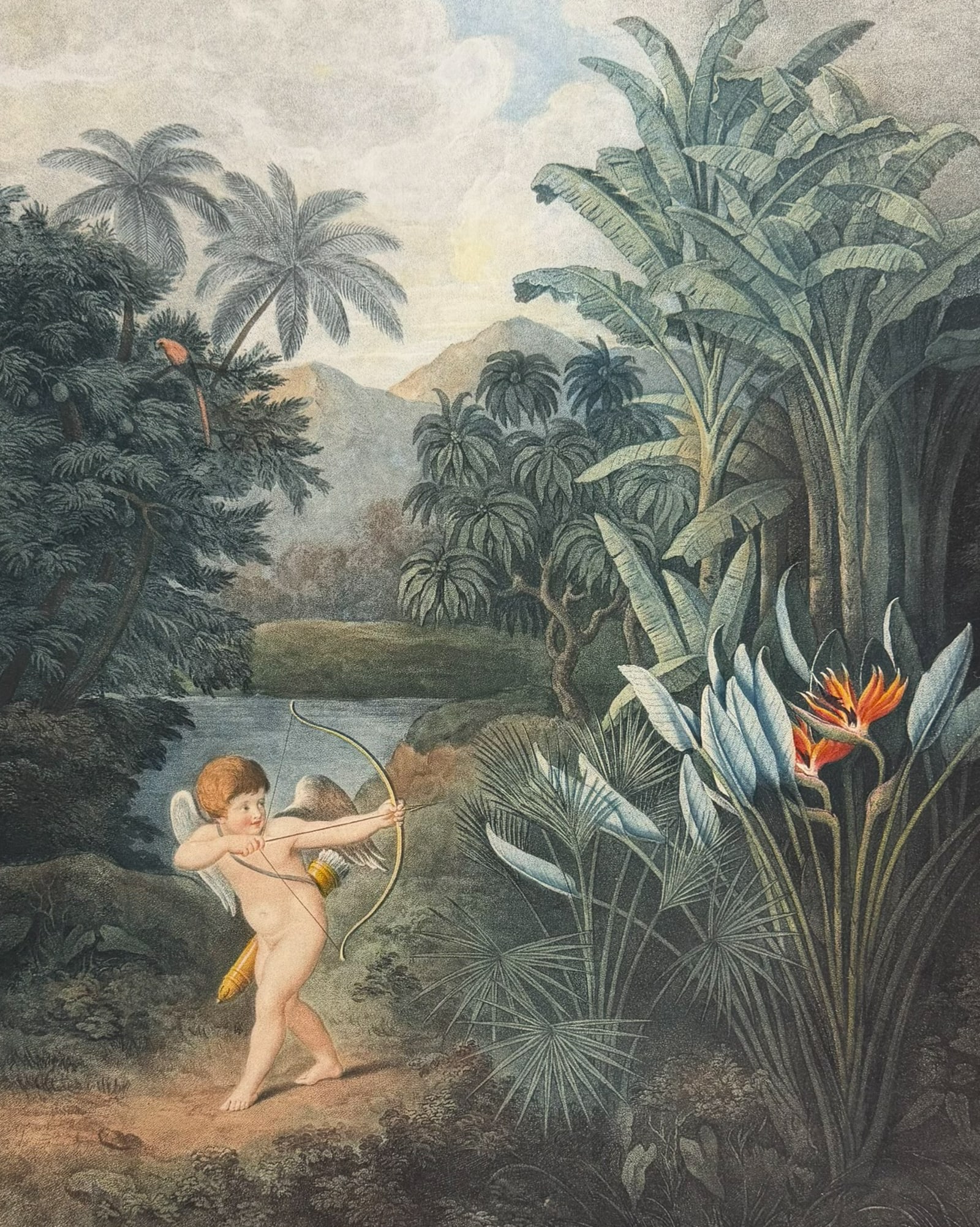 Thornton, Folio - Cupid inspiring Plants with Love (1 of 2)