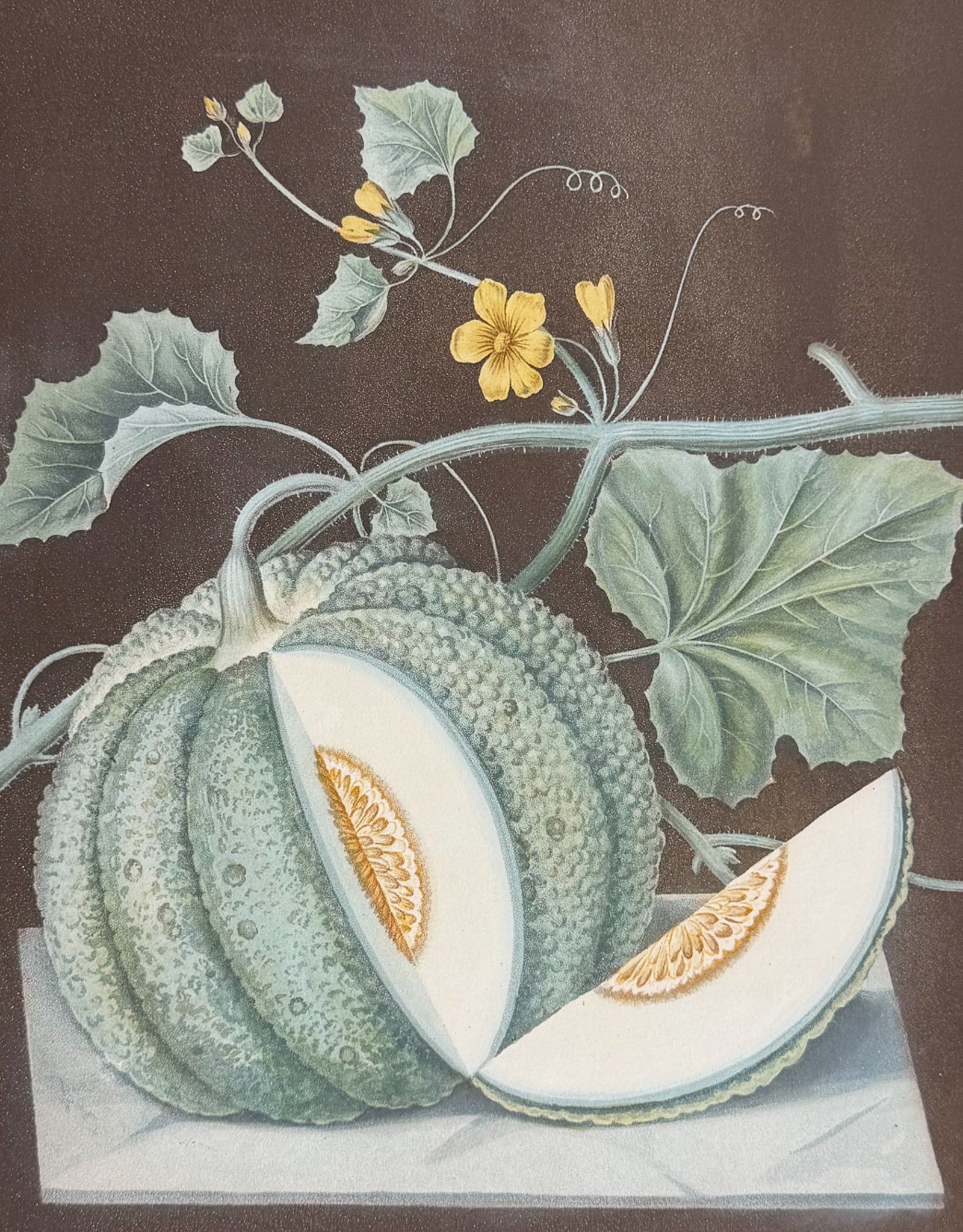 Brookshaw, Folio - Melon. 71: This remarkable, large folio fruit engraving is from George Brookshaw's Pomona Britannica, or a Collection of the Most Esteemed Fruits at present cultivated in the country; together with the Blossoms 