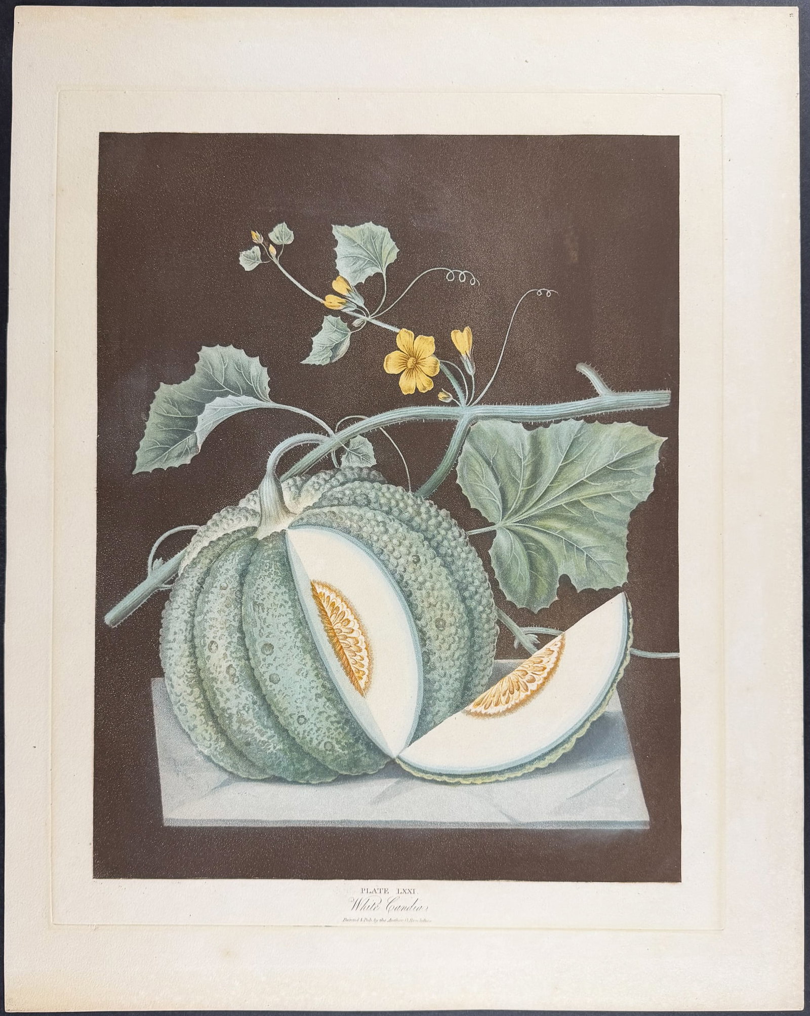 Brookshaw, Folio - Melon. 71 - 2