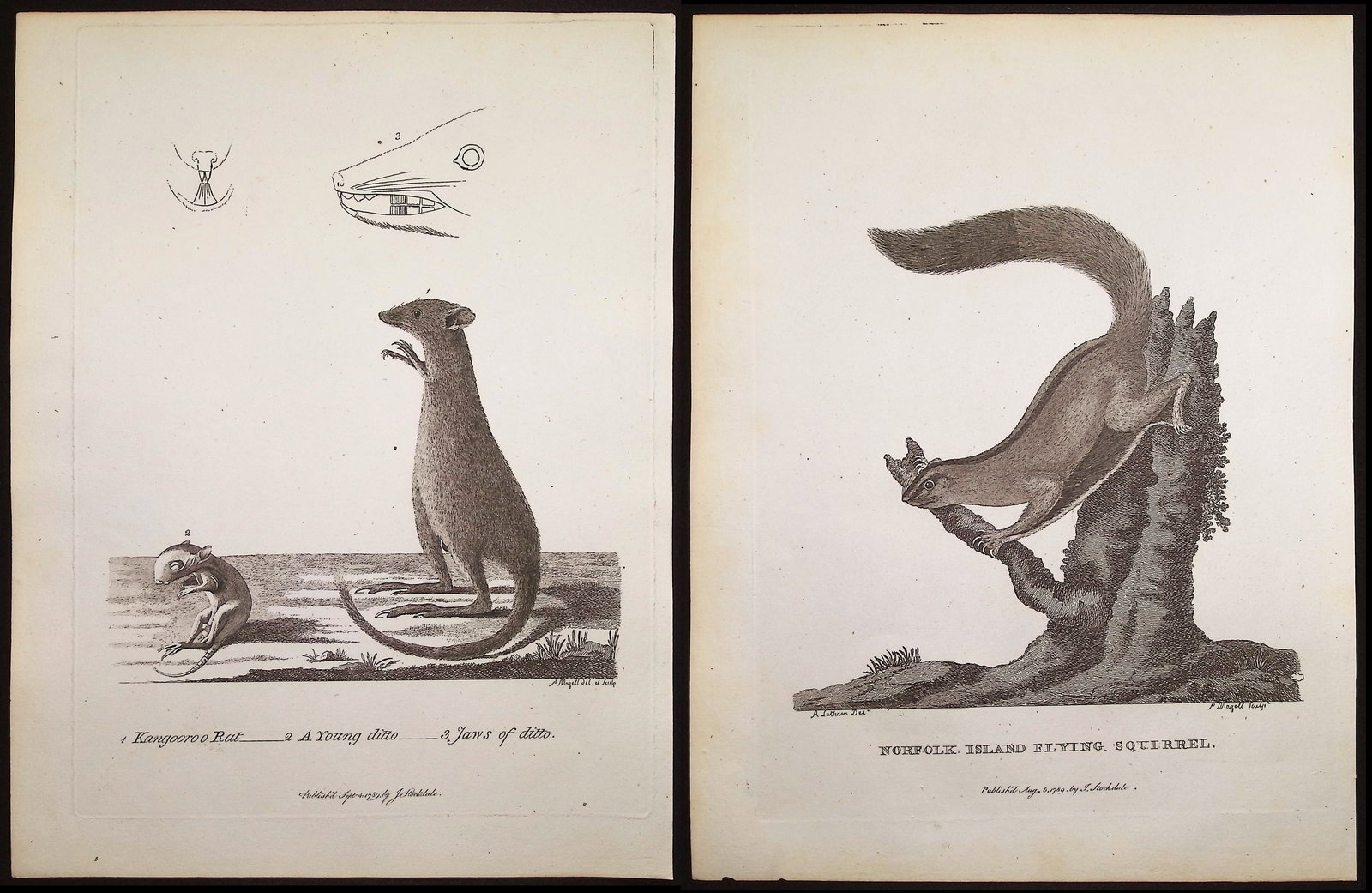 Philip, Australia - 5 Mammal Engravings: Included in this lot: Norfolk Island Flying Squirrel Wulpine Opossum Martin Cat Kangooroo Rat Spotted Opossum Description of the work: This first edition engraving is from Arthur Phillip's The Voyage 