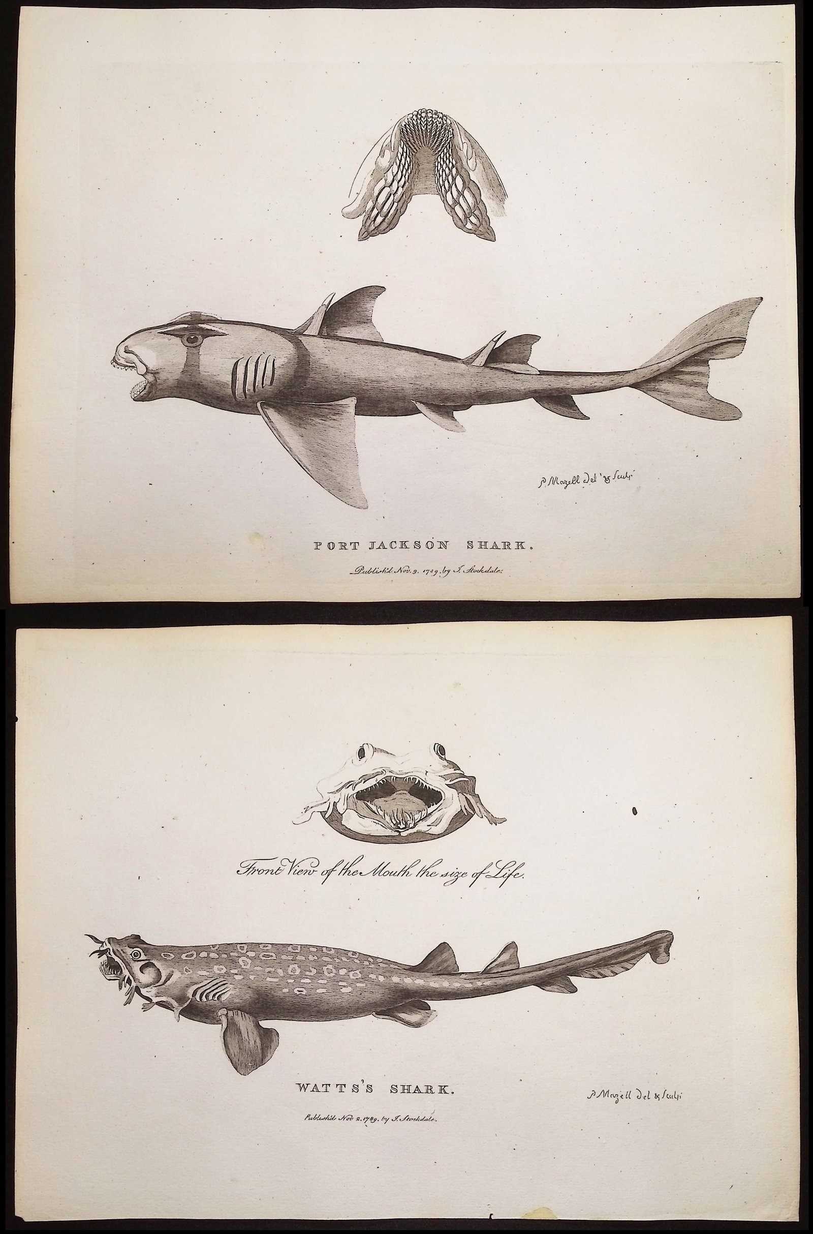 Philip, Australia - 3 Fish or Shark Engravings: Included in this lot: Watts's Shark Port Jackson Shark A Fish of New South Wales Description of the work: This first edition engraving is from Arthur Phillip's The Voyage of Governor Phillip to Botany