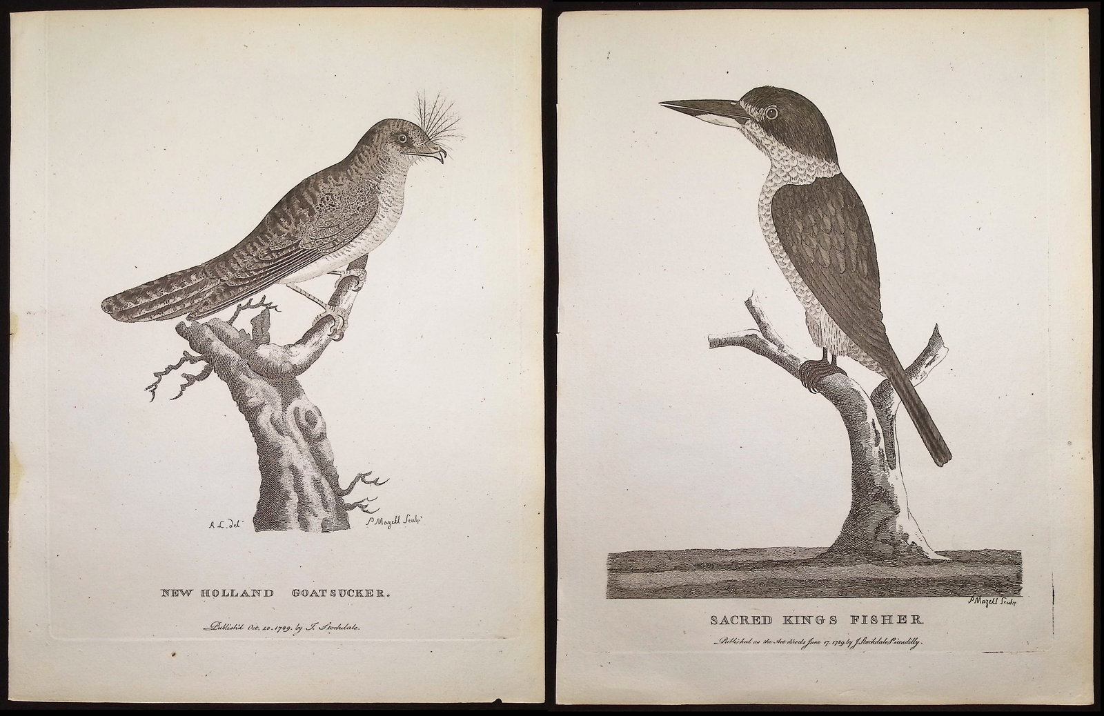 Philip, Australia - 4 Bird Engravings: Included in this lot: Female Superb Warbler Sacred Kings Fisher (Kingfisher) Psittaceous Hornbill New Holland Goatsucker (Frogmouth) Description of the work: This first edition engraving is from Arthu
