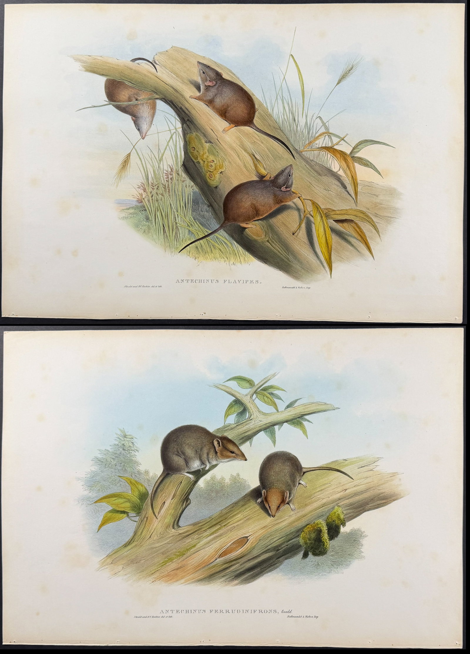 Gould, Australia - 5 Rodent Lithographs: Rat, Mouse, Antechinus: Included in this lot: Long-haired Rat [Mus Longipilis] Rusty-fronted Antechinus [Antechinus Ferruginifrons] White-bellied Antechinus [Antechinus Leucogaster] Rusty-footed Antechinus [Antechinus Flavip