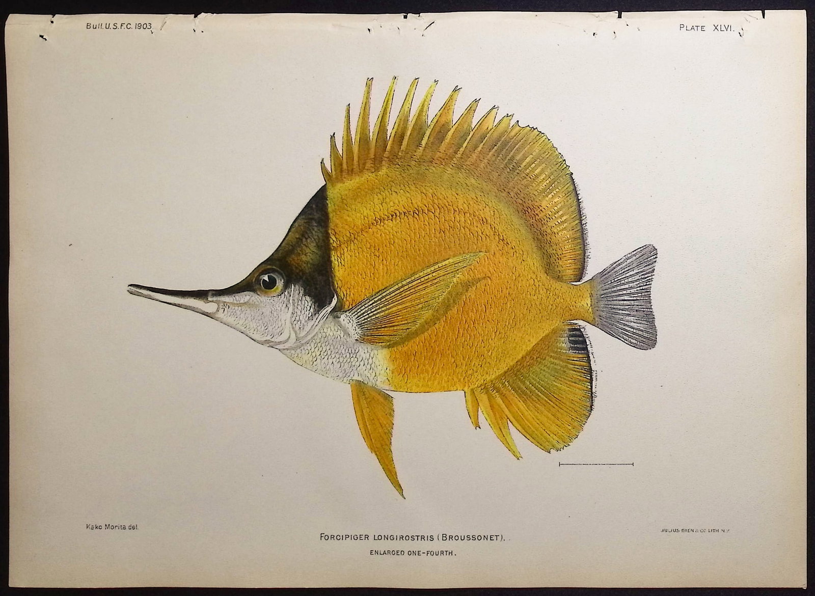 Bien, Hawaii - Longnose Butterflyfish [Forcipiger Longirostris]: This colorful fish chromolithograph is from Julius Bien, David Starr Jordan & Barton Warren Evermann's The Aquatic Resources of the Hawaiian Islands (also issued as Bulletin of the United States Fish 