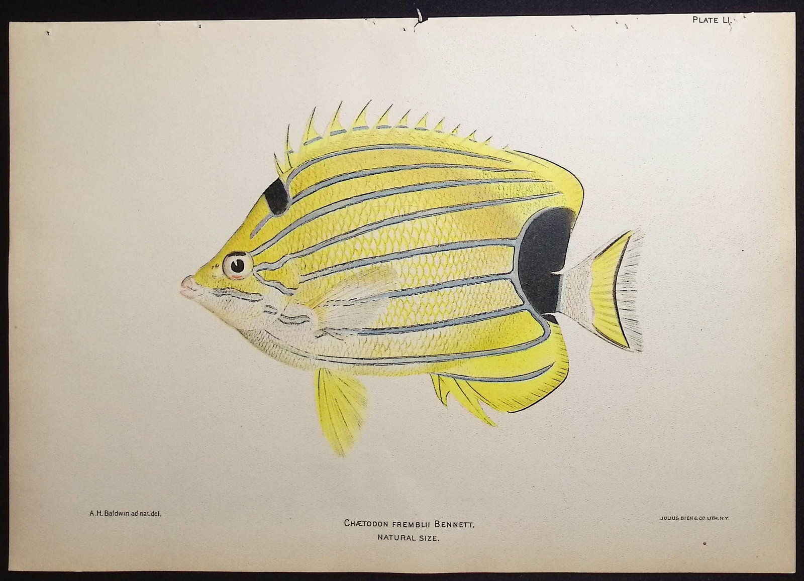 Bien, Hawaii - Bluestripe Butterflyfish [Chaetodon Fremblii]: This colorful fish chromolithograph is from Julius Bien, David Starr Jordan & Barton Warren Evermann's The Aquatic Resources of the Hawaiian Islands (also issued as Bulletin of the United States Fish 