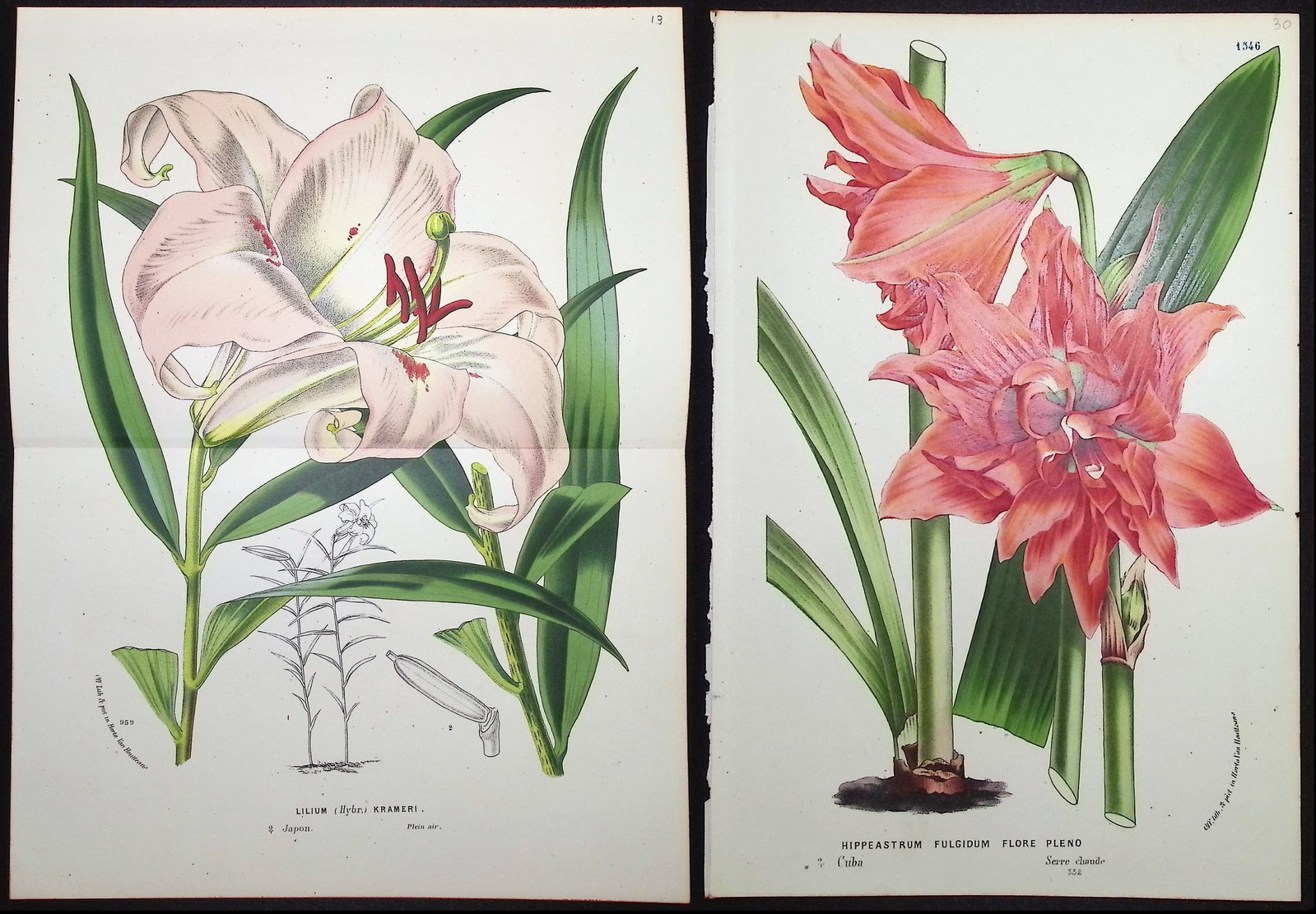 Van Houtte - 5 Lily Prints: This beautiful botanical print comes from Louis Van Houtte's monumental work entitled "Flore des Serres et des Jardins de l'Europe (Flowers of the Greenhouses and Gardens of Europe)" published