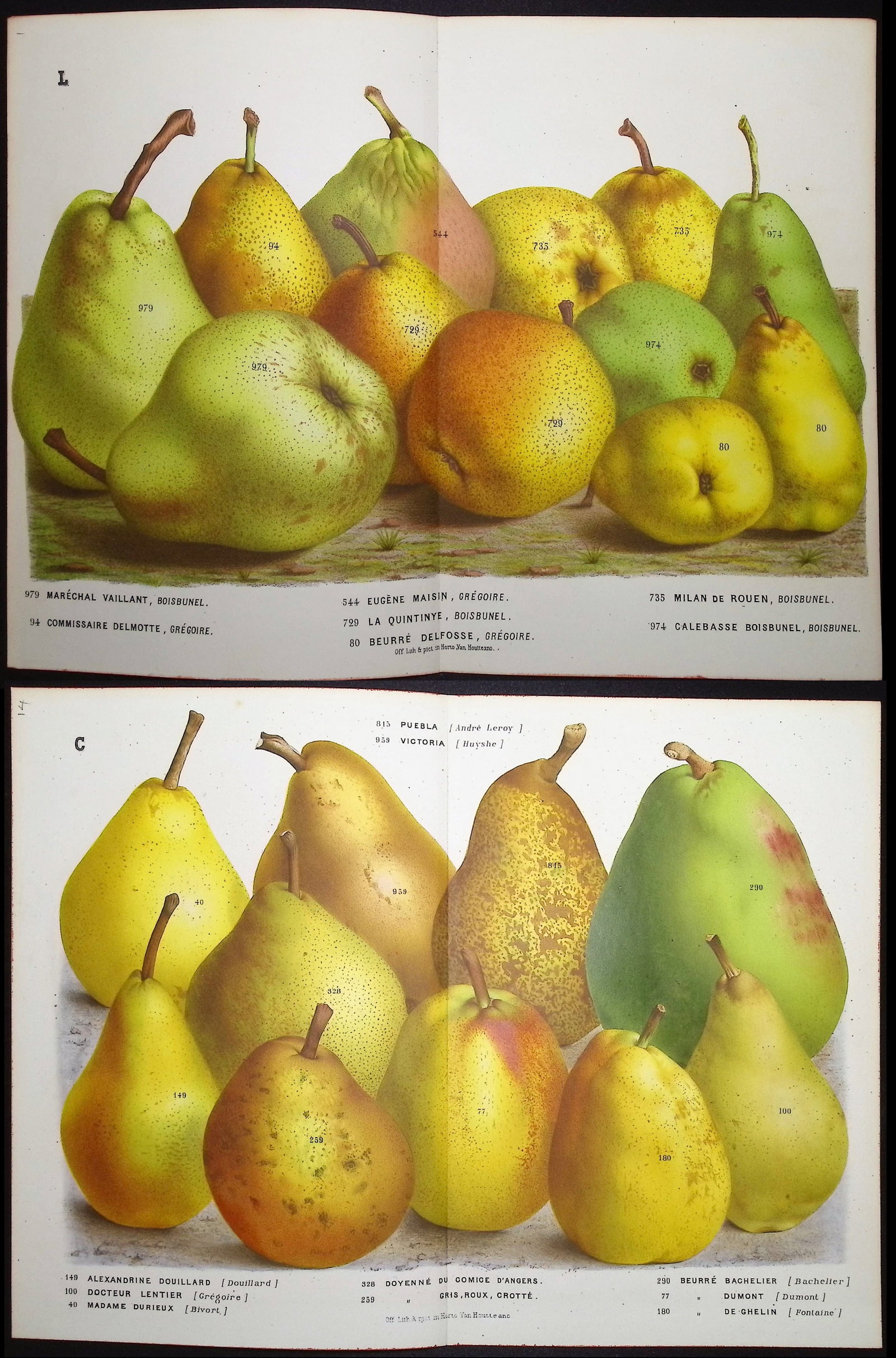 Van Houtte - 5 Pear Prints (1 of 6)