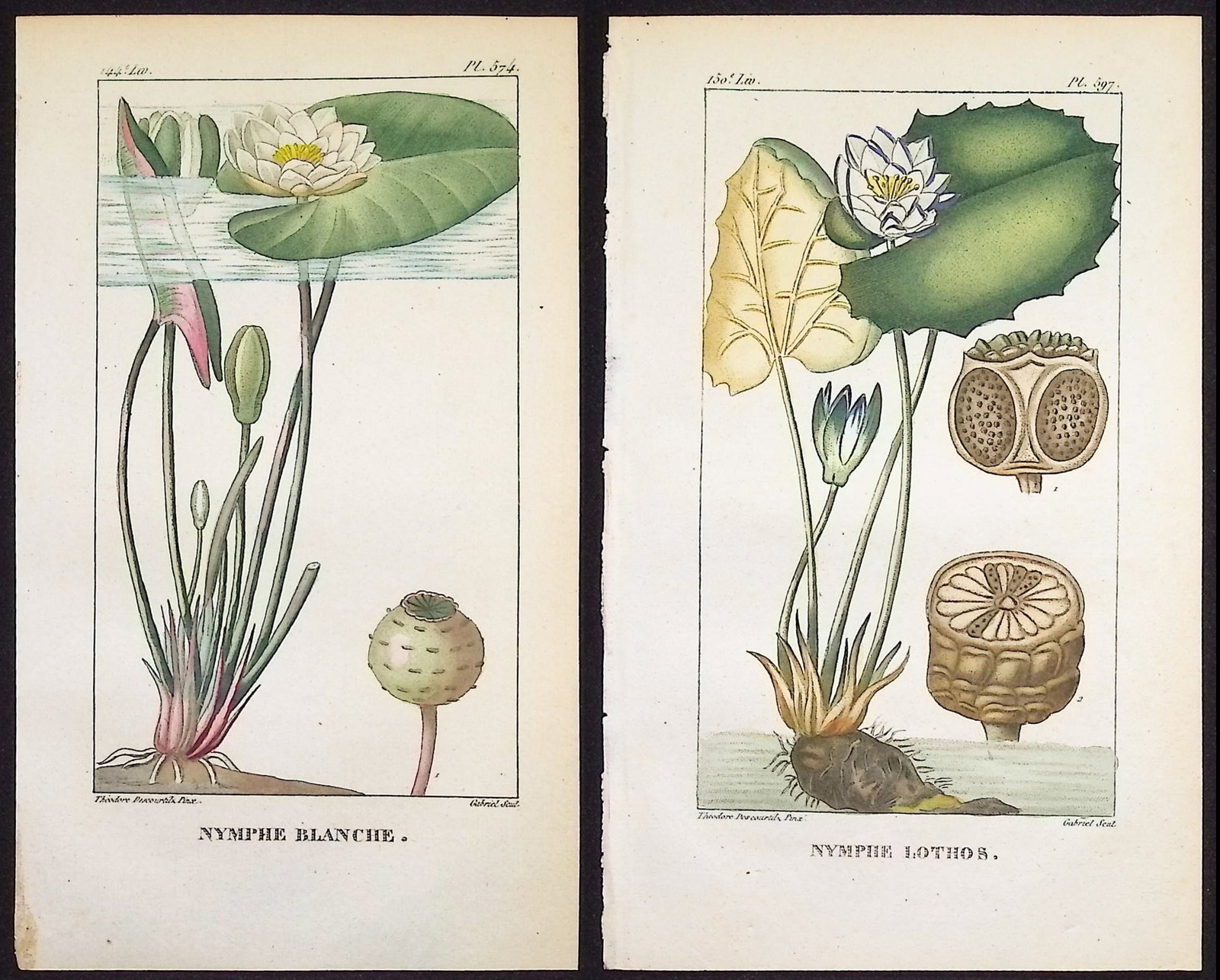 Descourtilz - Pair of Water Lily Engravings: This beautiful stipple engraving is from Michel Etienne Descourtilz's Flore Pittoresque et Medicale des Antilles ou histoire naturelle des Plantes usuelles des colonies Francaises, Anglaises, Espagnol