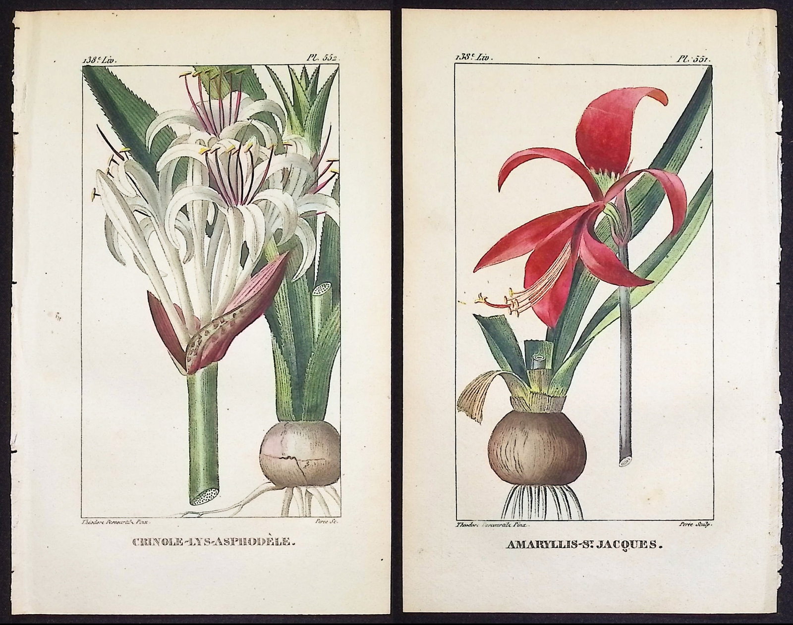 Descourtilz - 3 Sea Daffodil & Amaryllis Engravings: This beautiful stipple engraving is from Michel Etienne Descourtilz's Flore Pittoresque et Medicale des Antilles ou histoire naturelle des Plantes usuelles des colonies Francaises, Anglaises, Espagnol