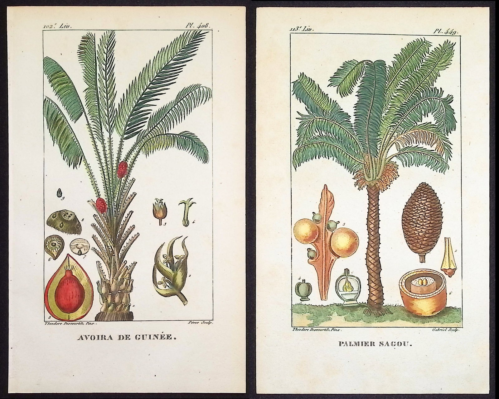 Descourtilz - Pair of Palm Engravings: This beautiful stipple engraving is from Michel Etienne Descourtilz's Flore Pittoresque et Medicale des Antilles ou histoire naturelle des Plantes usuelles des colonies Francaises, Anglaises,