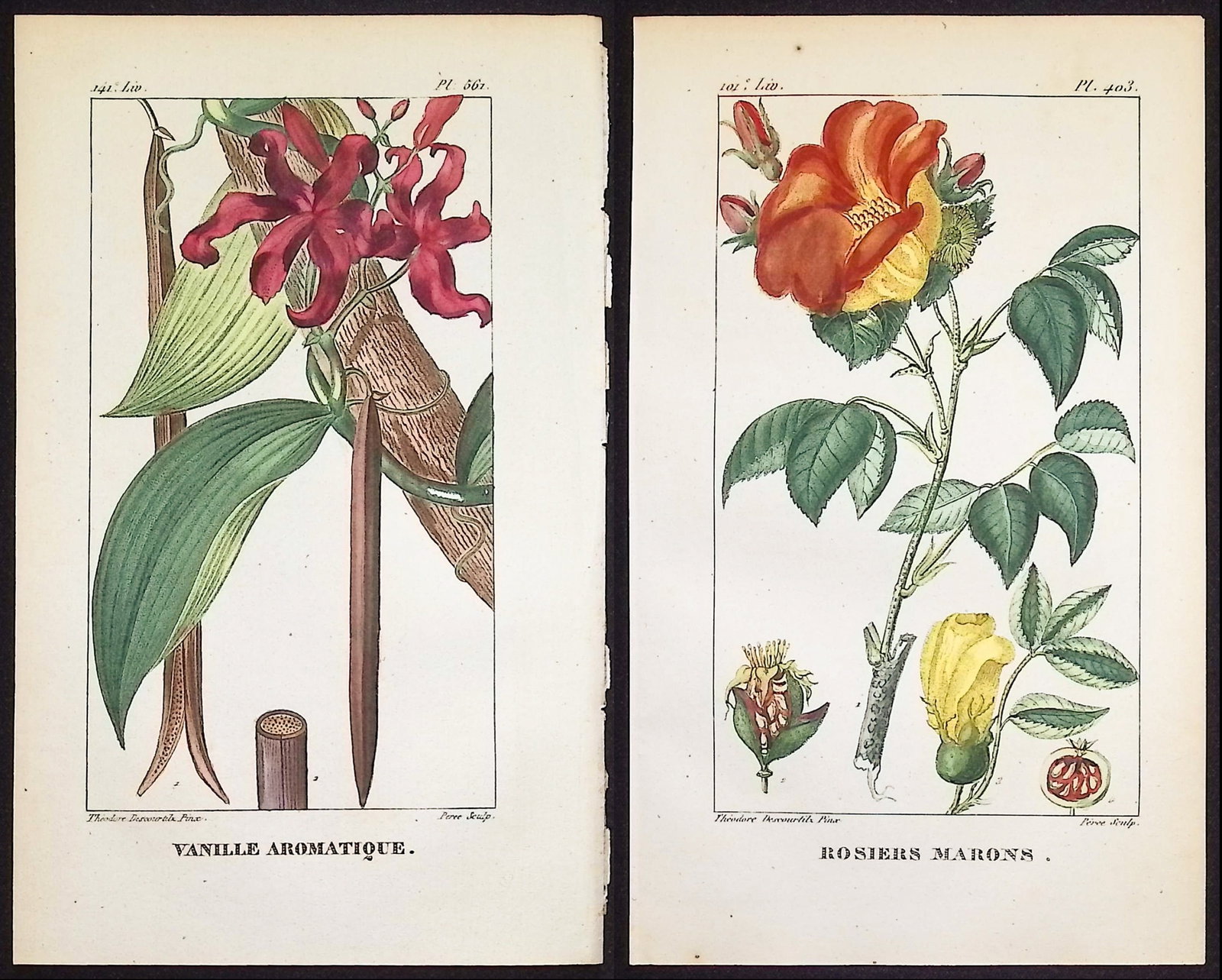 Descourtilz - 4 Botanical Engravings (Vanilla, Rose): This beautiful stipple engraving is from Michel Etienne Descourtilz's Flore Pittoresque et Medicale des Antilles ou histoire naturelle des Plantes usuelles des colonies Francaises, Anglaises, Espagnol