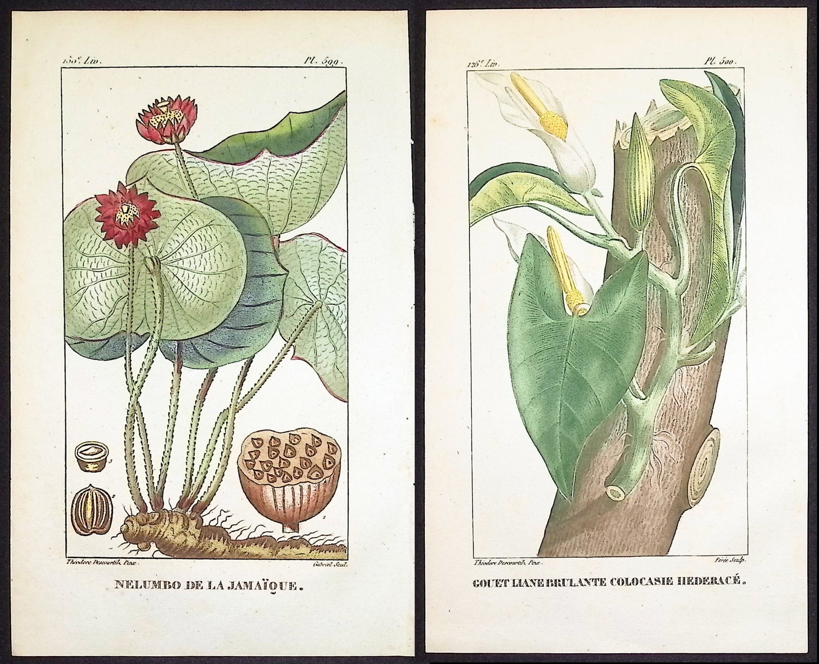 Descourtilz - 6 Botanical Engravings: This beautiful stipple engraving is from Michel Etienne Descourtilz's Flore Pittoresque et Medicale des Antilles ou histoire naturelle des Plantes usuelles des colonies Francaises, Anglaises, Espagnol