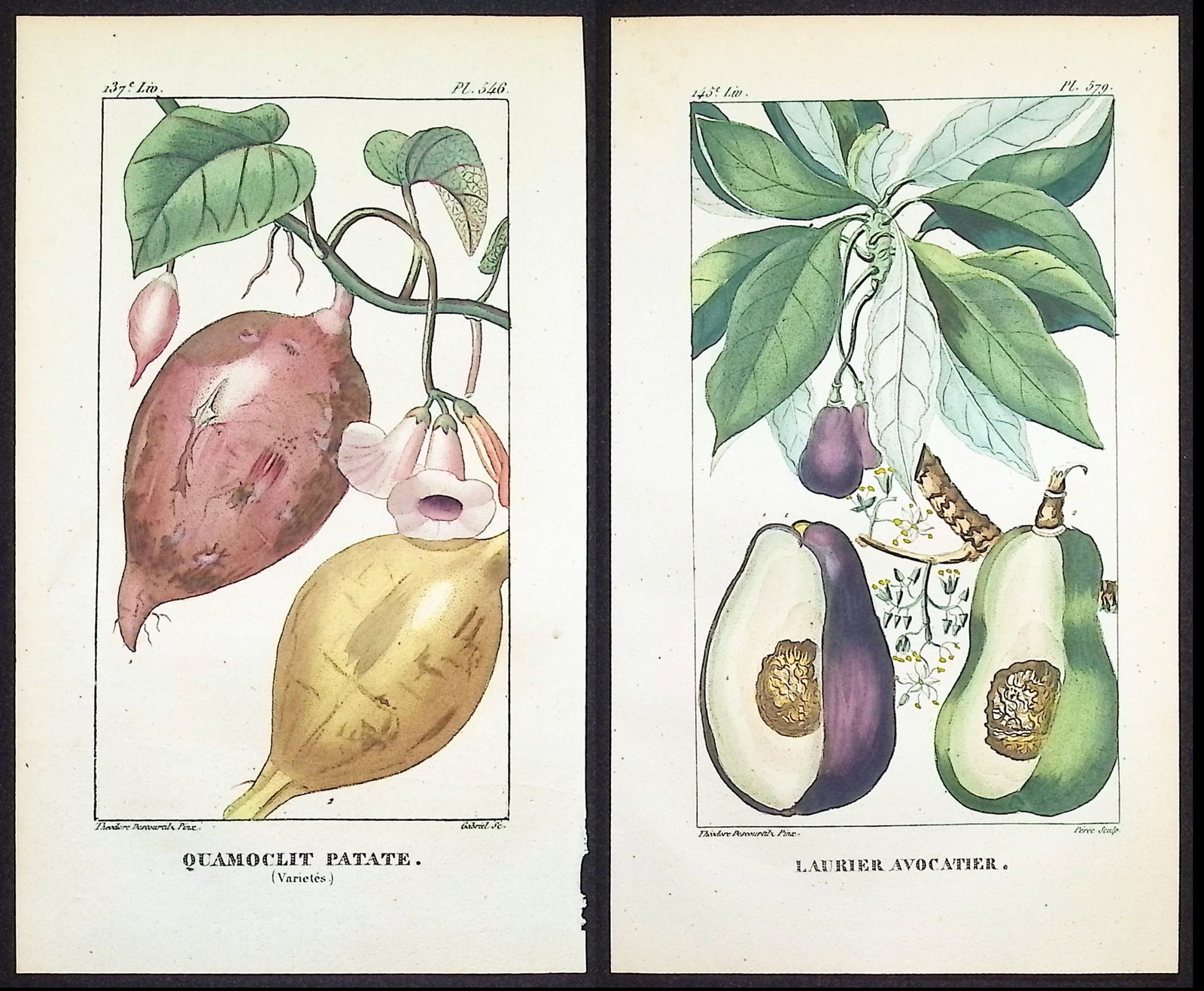 Descourtilz - 4 Fruit or Vegetable Engravings (Avocado, Potato, Cocoa, Mangosteen): This beautiful stipple engraving is from Michel Etienne Descourtilz's Flore Pittoresque et Medicale des Antilles ou histoire naturelle des Plantes usuelles des colonies Francaises, Anglaises, Espagnol