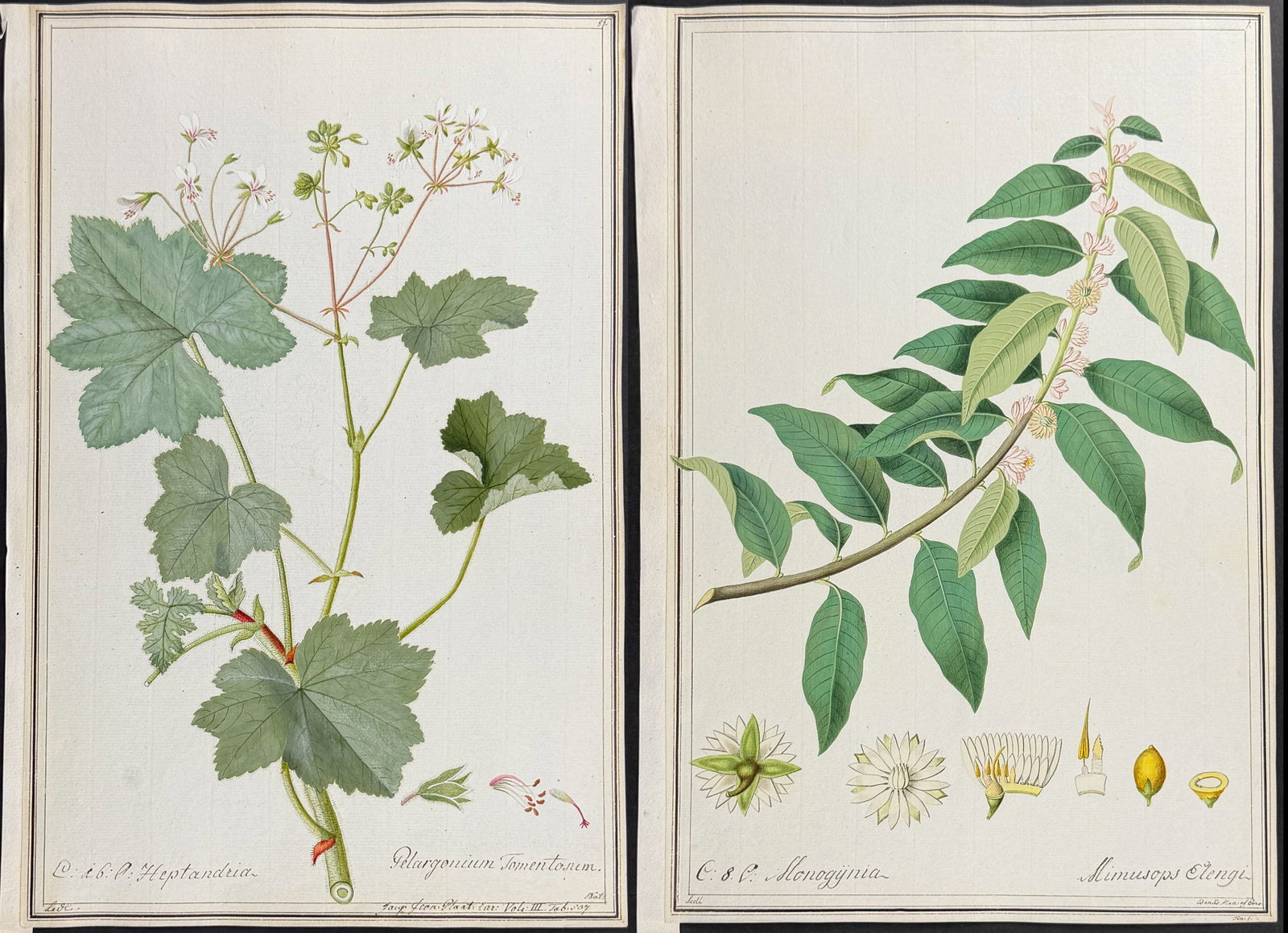 6 Original Botanical Watercolors (according to Linnaeus system): This superb original botanical watercolor is from a manuscript entitled "Hortus Botanicus" which illustrated plants according to the Linnaean system and Willdenow's revisions. The manuscript was compl