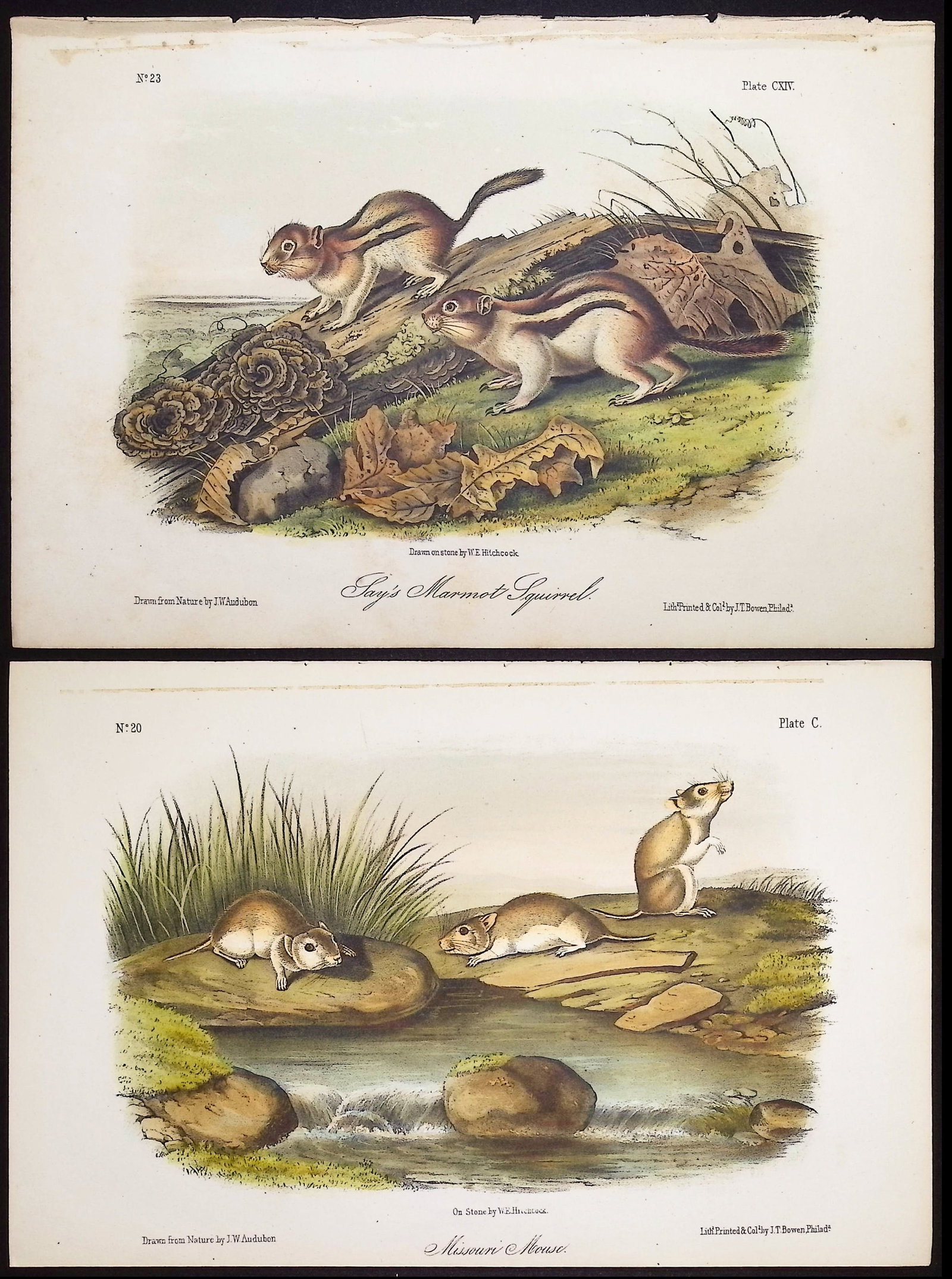 Audubon - 5 Quadruped Lithographs: Squirrel, Mouse, Hare, Spermophile: Included in this lot: Say's Marmot Squirrel. 114 Missouri Mouse. 100 Richardson's Meadow Mouse. 135 Little Chief Hare. 83 Leopard Spermophile. 39 Description of the work: This octavo lithograph is