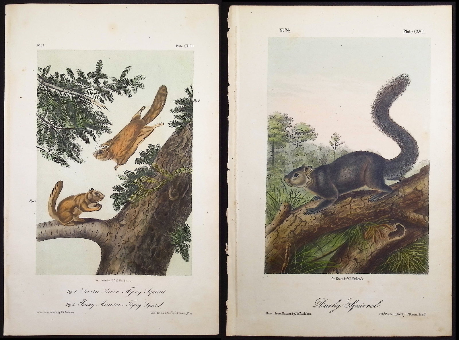 Audubon - 3 Squirrel Lithographs: Included in this lot: Dusky Squirrel. 117 Severn River & Rocky Mountain Flying Squirrel. 143 Say's Squirrel. 89 Description of the work: This octavo lithograph is from John James Audubon's "The Quadru