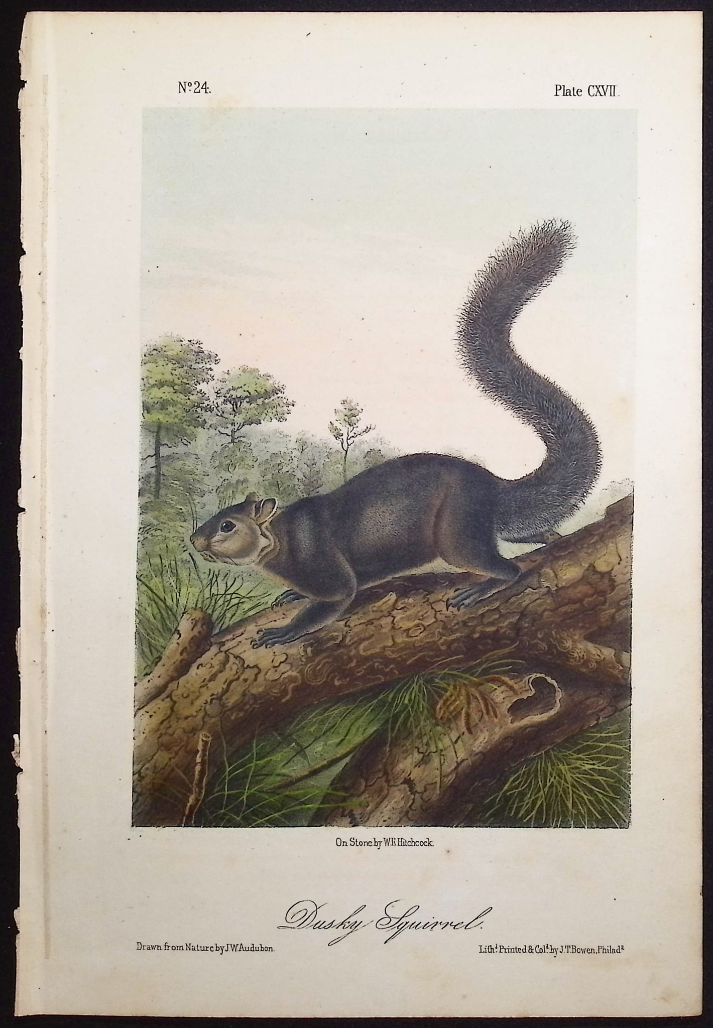 Audubon - 3 Squirrel Lithographs - 2