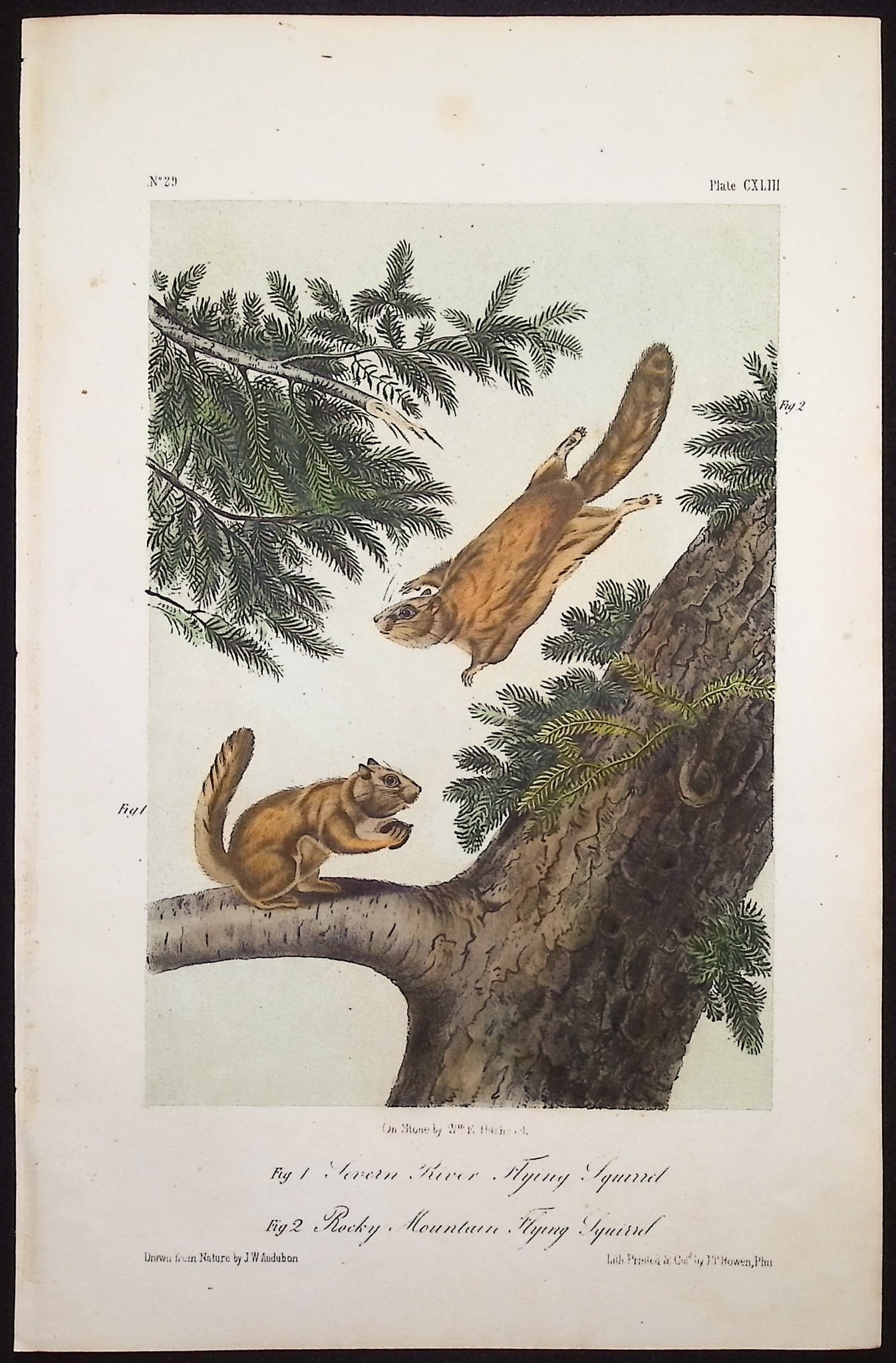 Audubon - 3 Squirrel Lithographs - 3
