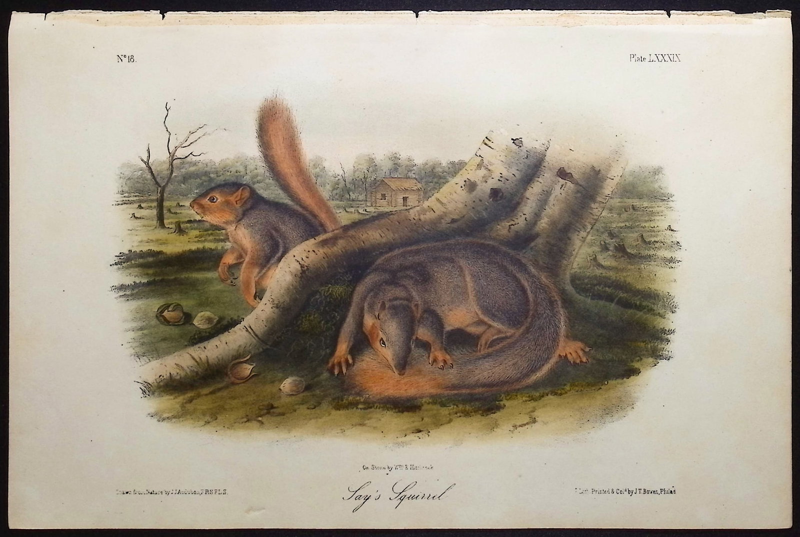 Audubon - 3 Squirrel Lithographs - 4