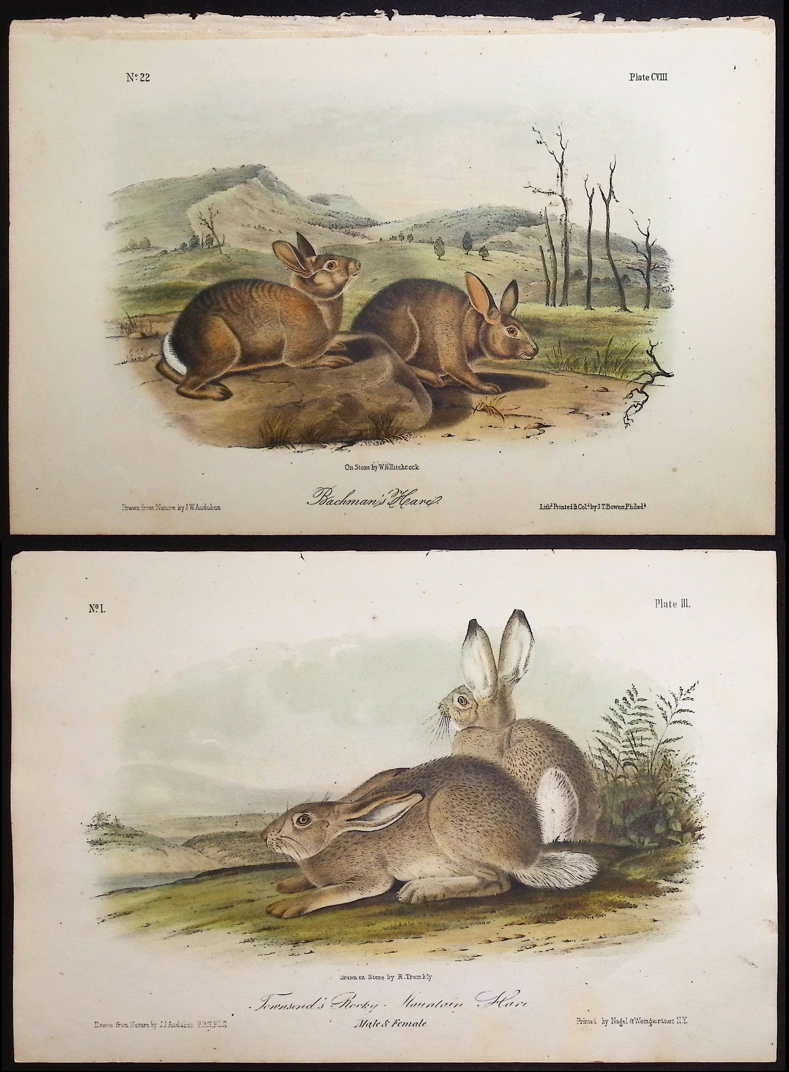 Audubon - 4 Hare Lithographs: Included in this lot: Bachman's Hare. 108 Marsh Hare. 18 Nuttall's Hare. 114 Townsend's Rocky Mountain Hare. 3 Description of the work: This octavo lithograph is from John James Audubon's "The