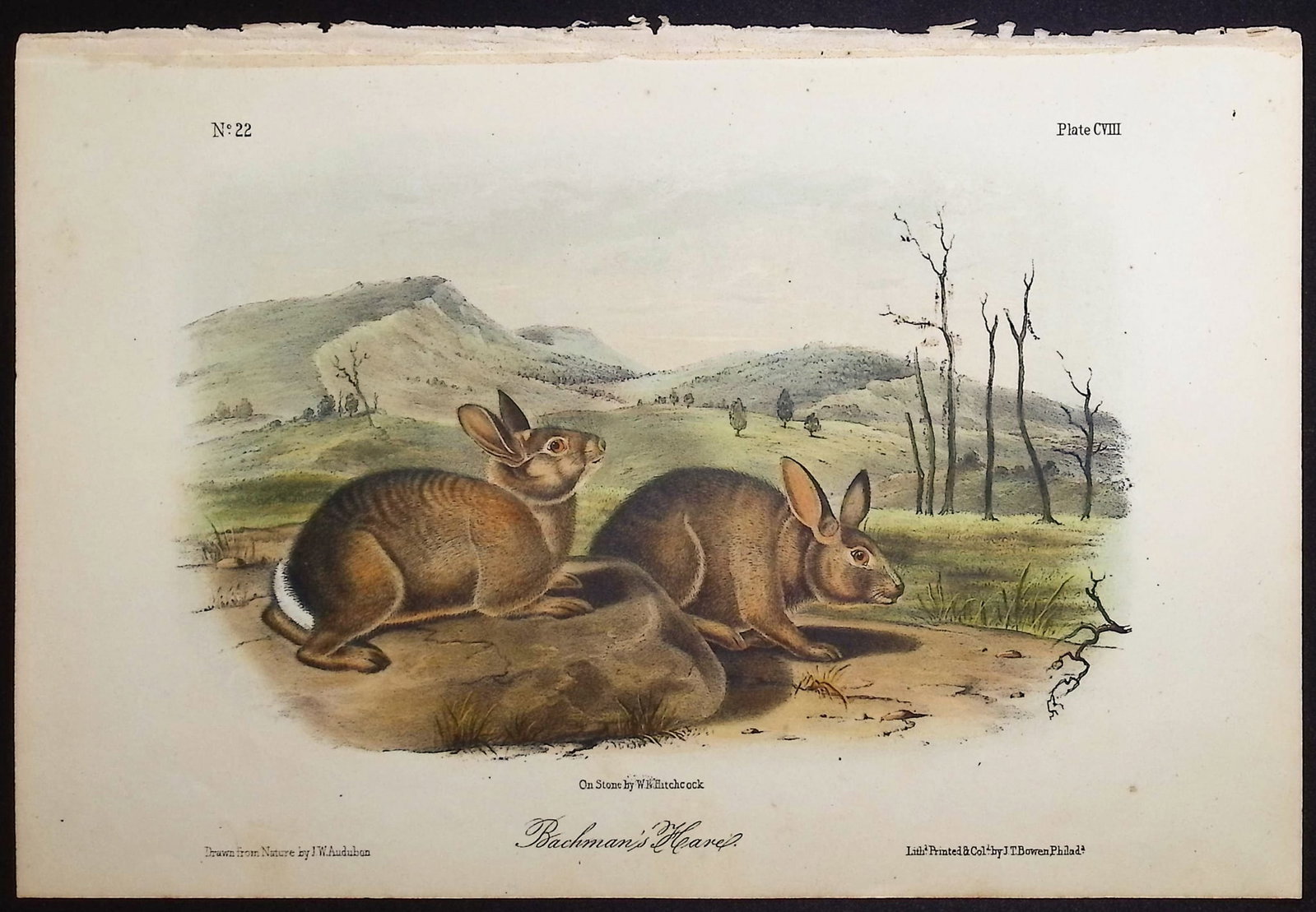 Audubon - 4 Hare Lithographs - 2