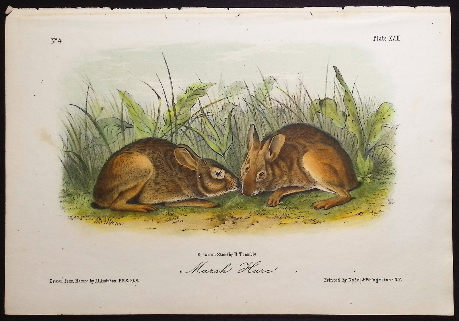 Audubon - 4 Hare Lithographs - 3